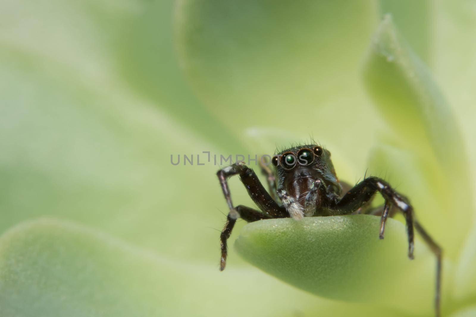 Macro Spider on Leaf