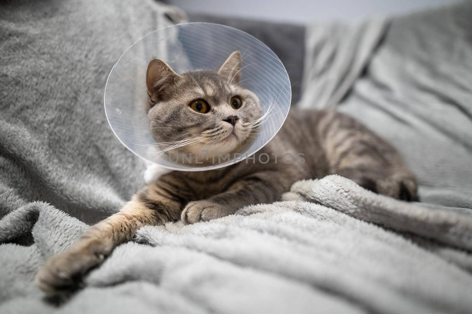 Tired cat gray Scottish Straight breed resting with veterinairy cone after surgery at home on the couch. Animal healthcare concept. After surgery cat's recovery in or E-Collar. Elizabethan Collar.