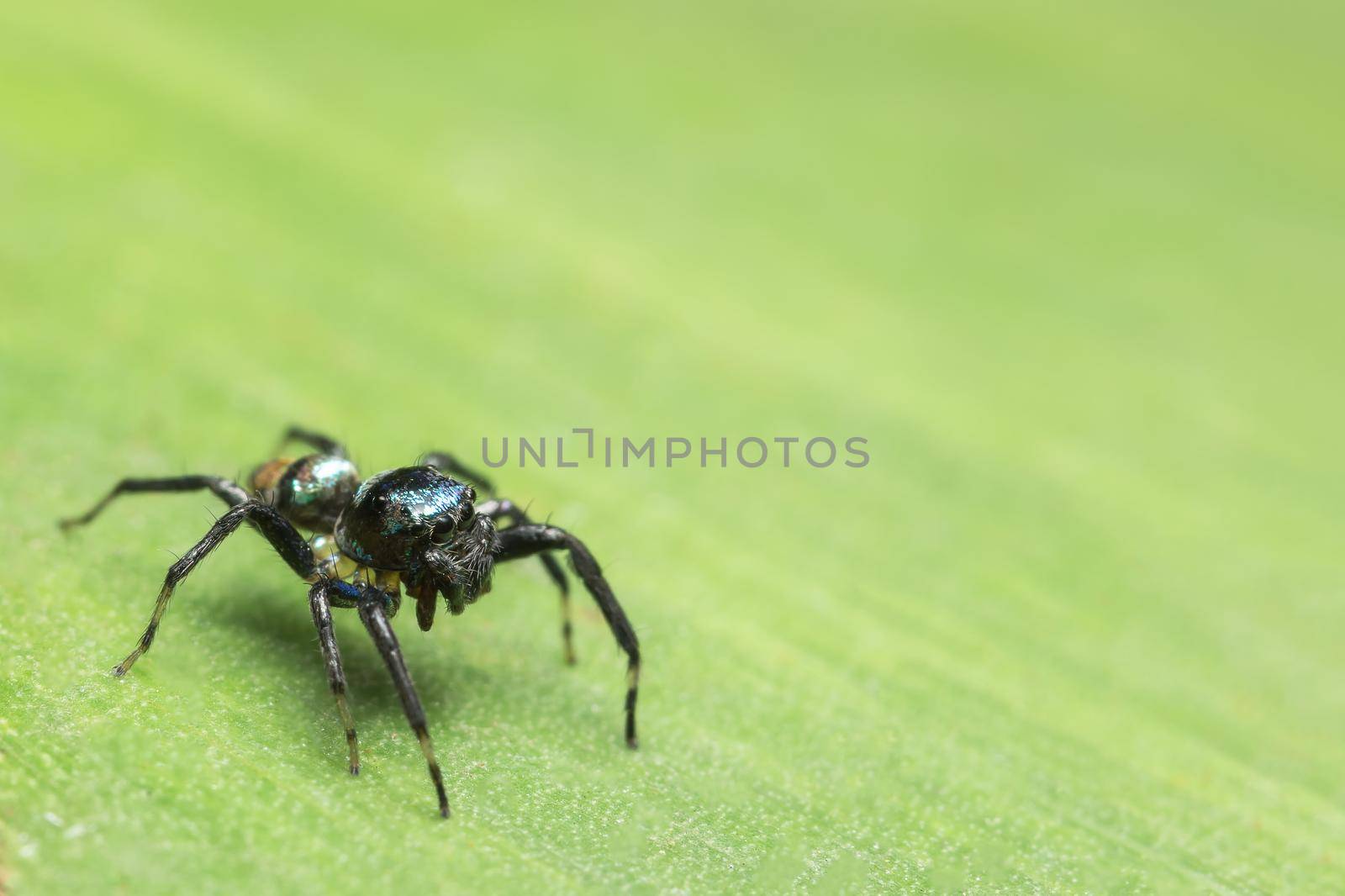 Macro Spider on Leaf