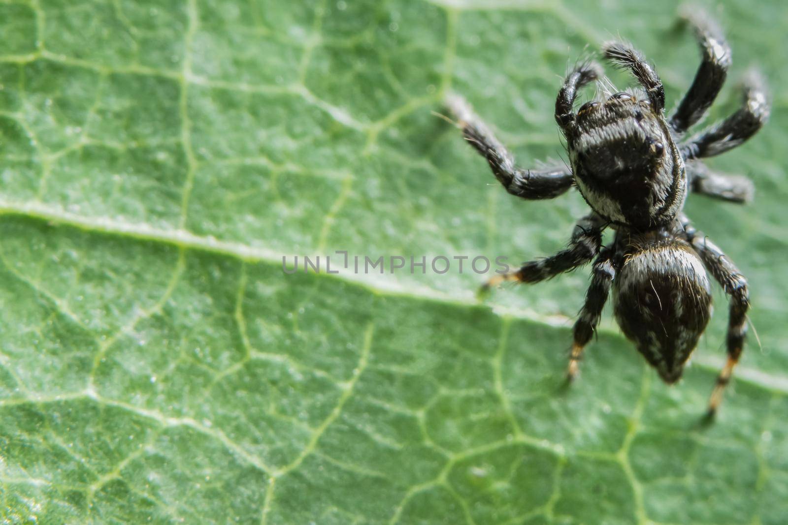 Macro Spider on Leaf