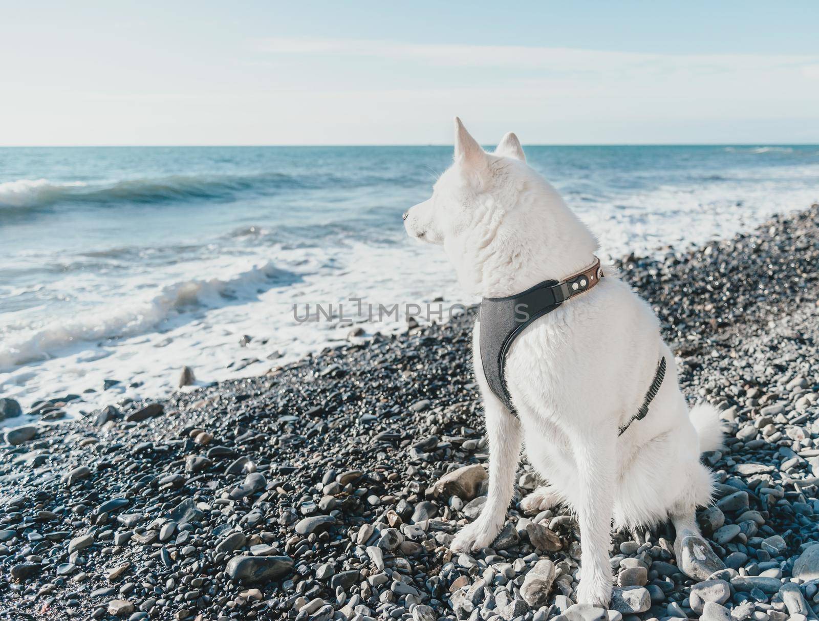 Husky dog sitting on pebble coast and looking at sea