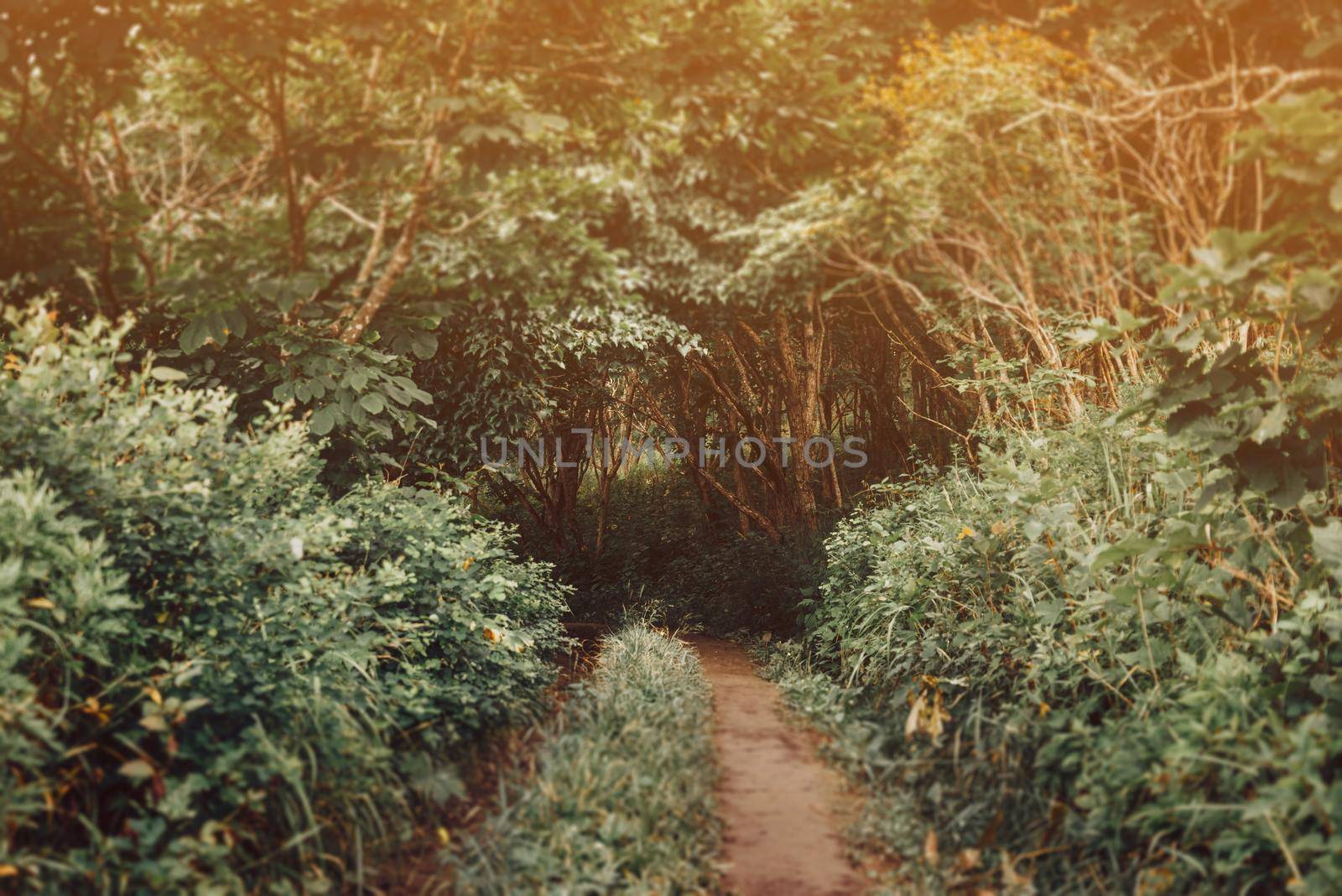 Trail leading in the deep summer forest. Image with tilt-shift effect.