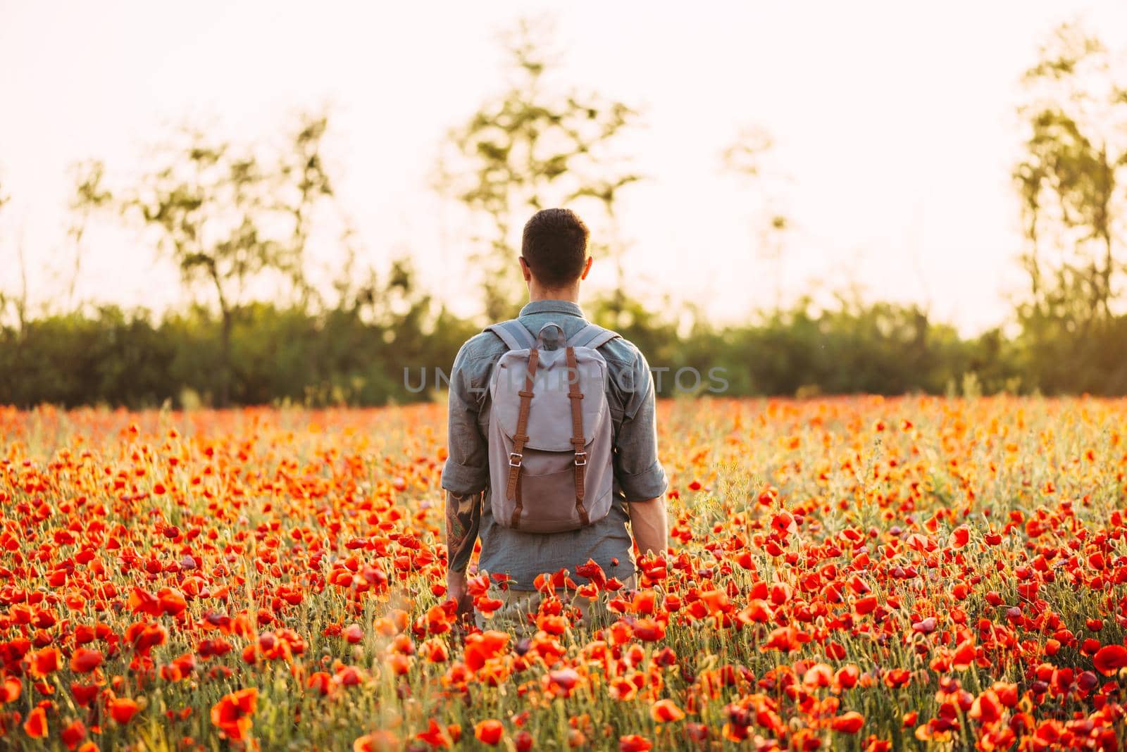 Rear view of unrecognizable traveler young man with backpack walking in red poppy flower meadow in summer outdoor.