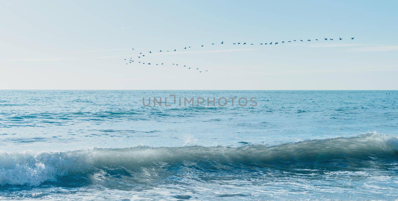 Flock of birds flying over sea on background of blue sky.