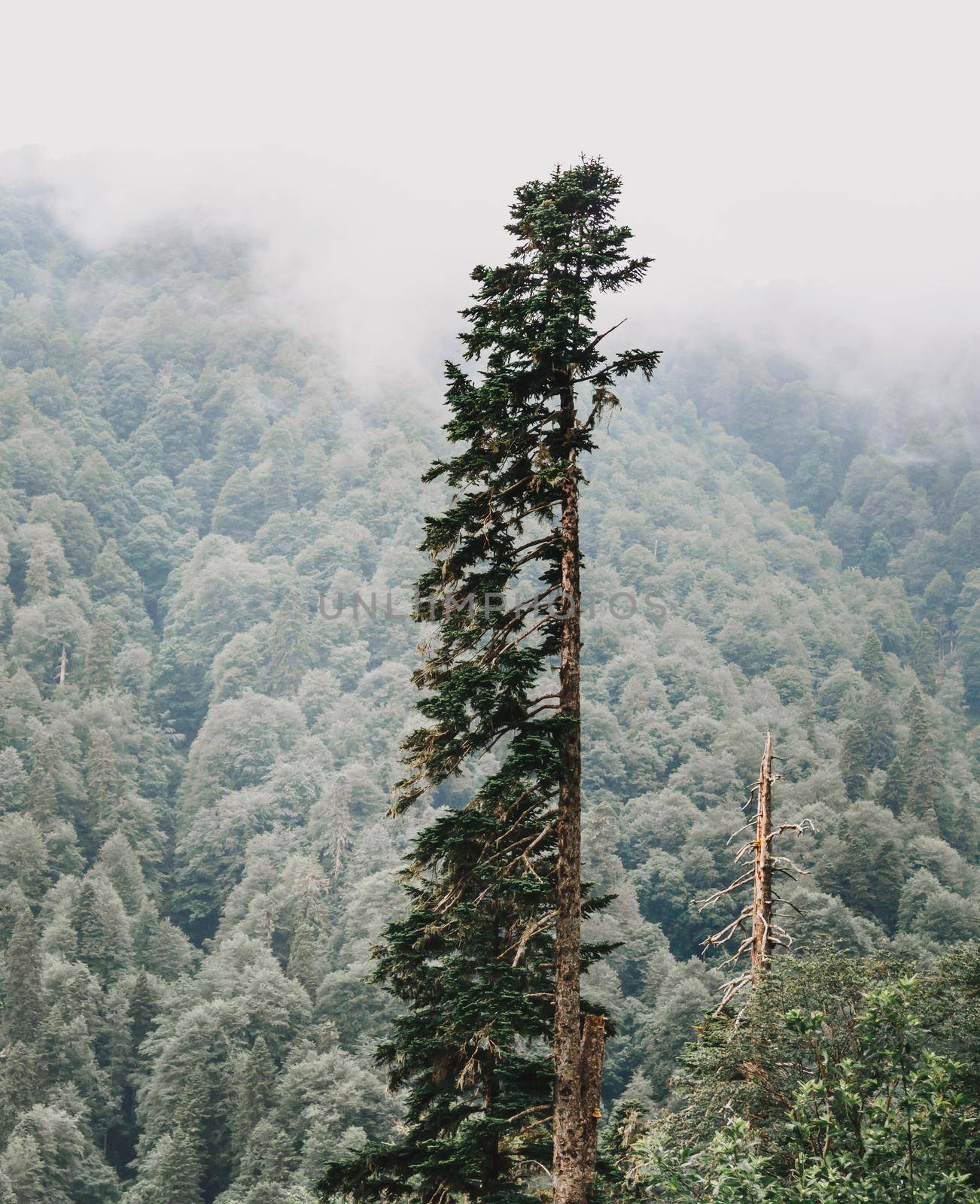 Old tall coniferous tree in summer forest.