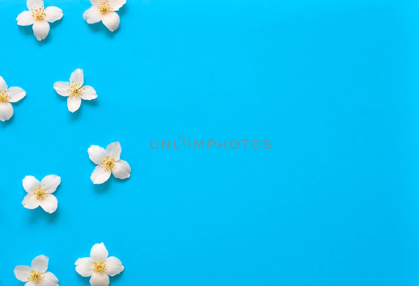 Jasmine flowers pattern top view, flat lay. Floral pattern on bright blue background with free space