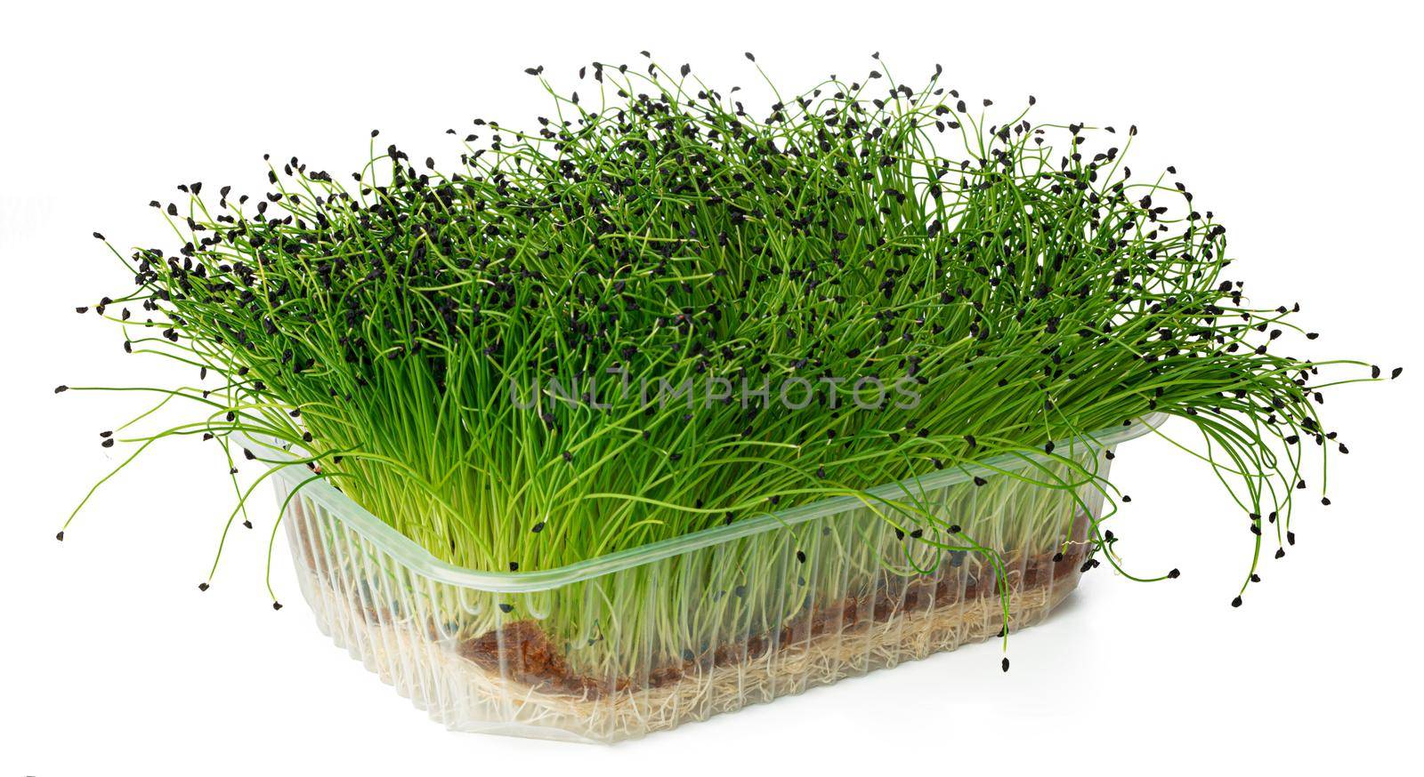 Growing micro green of onion in a tray isolated on white background