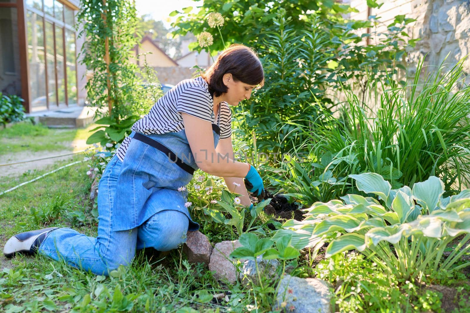 Springtime, spring gardening in backyard. Female in apron of gardening gloves with shovel planting flowering plants in ground from pot. Sunny day green plants, hobbies and leisure of middle aged woman