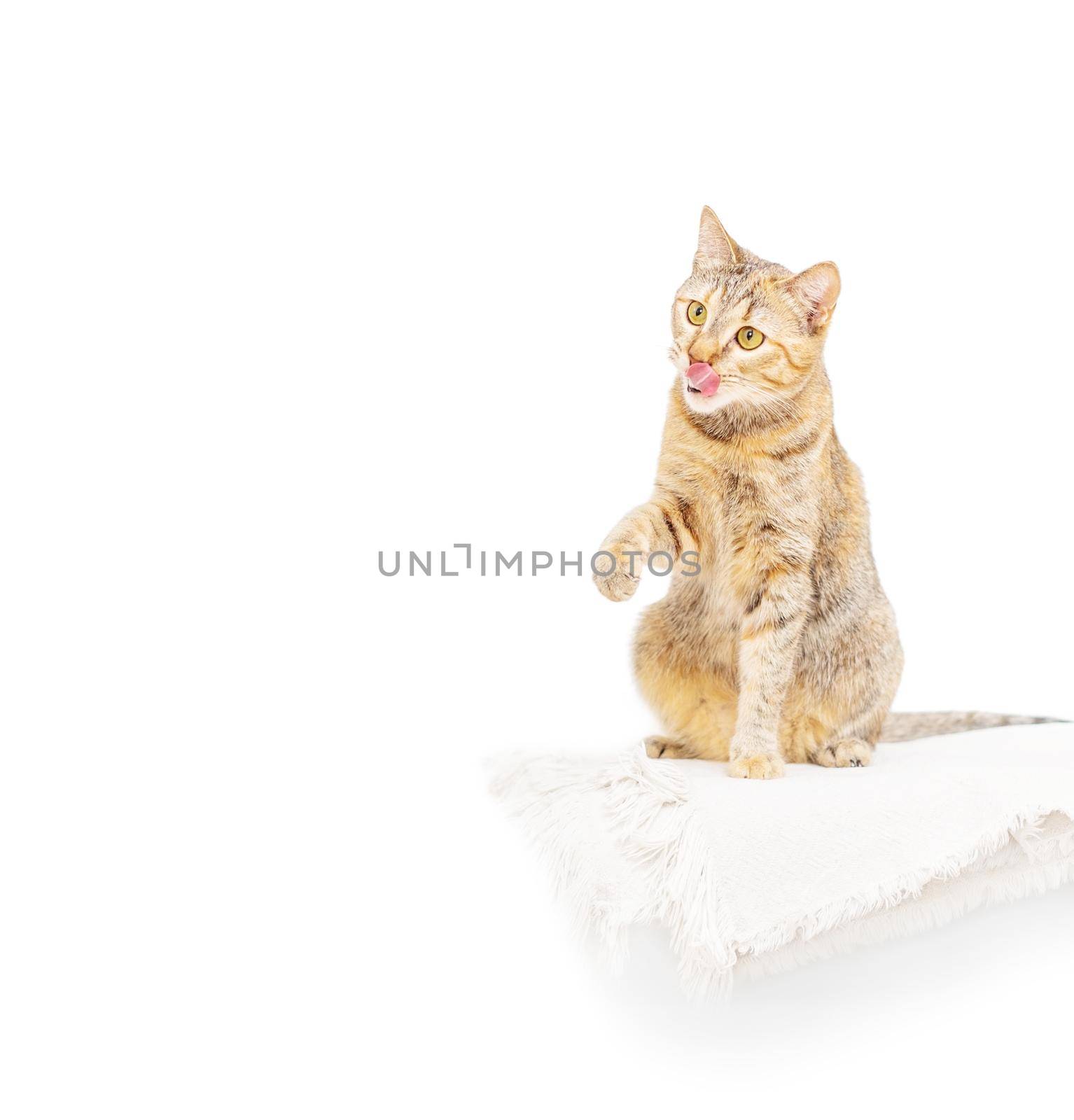 Cute cat of ginger color sitting on white background and licking. Copy-space in left part of image.