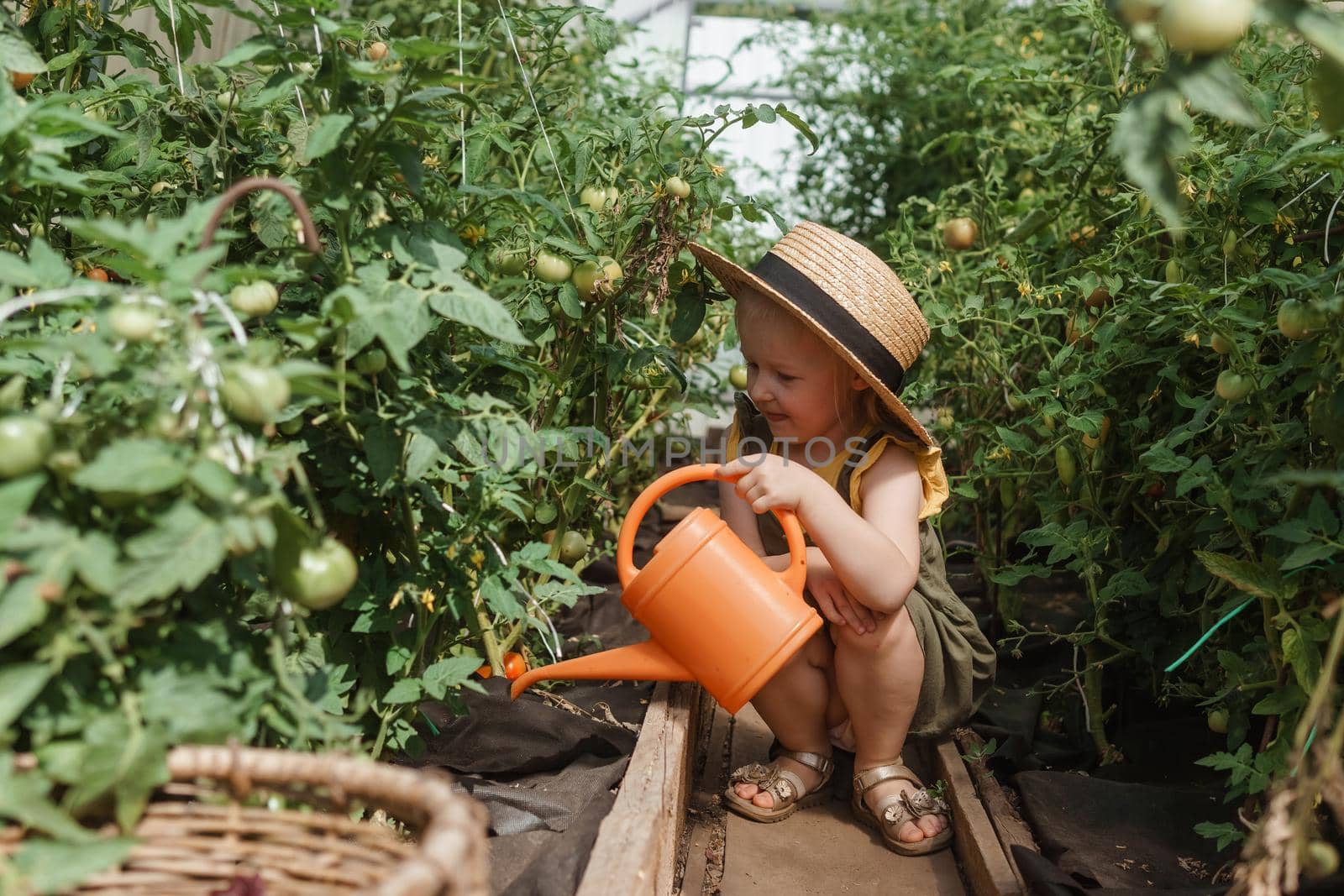 A little girl in a straw hat is picking tomatoes in a greenhouse. Harvest concept. Watering plants with water, caring for tomatoes.