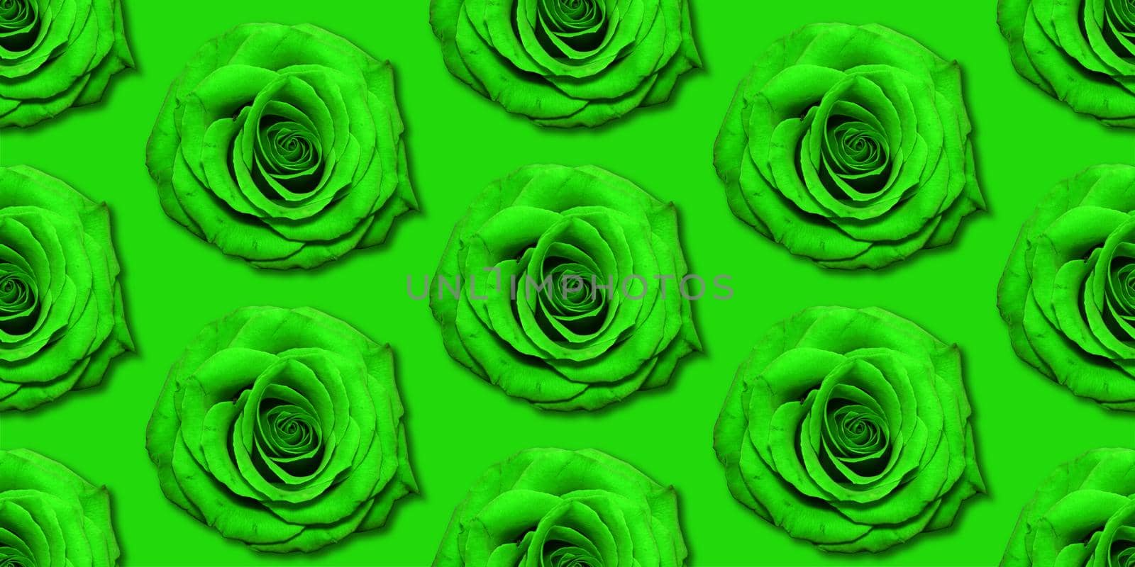 Green Rose flowers pattern top view, flat lay. Floral pattern on bright green background. Roses collage