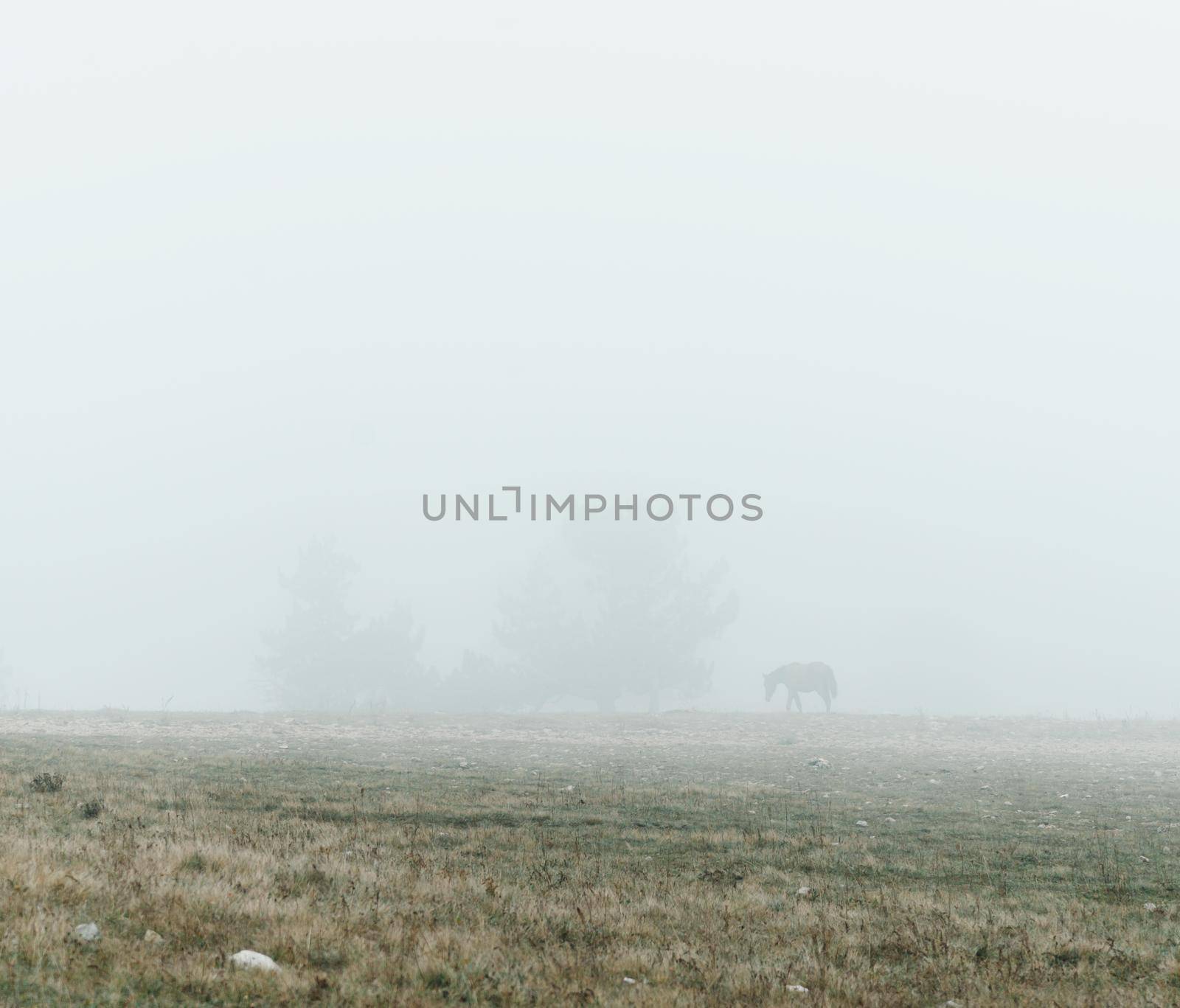 Horse walking on autumn meadow in the fog.