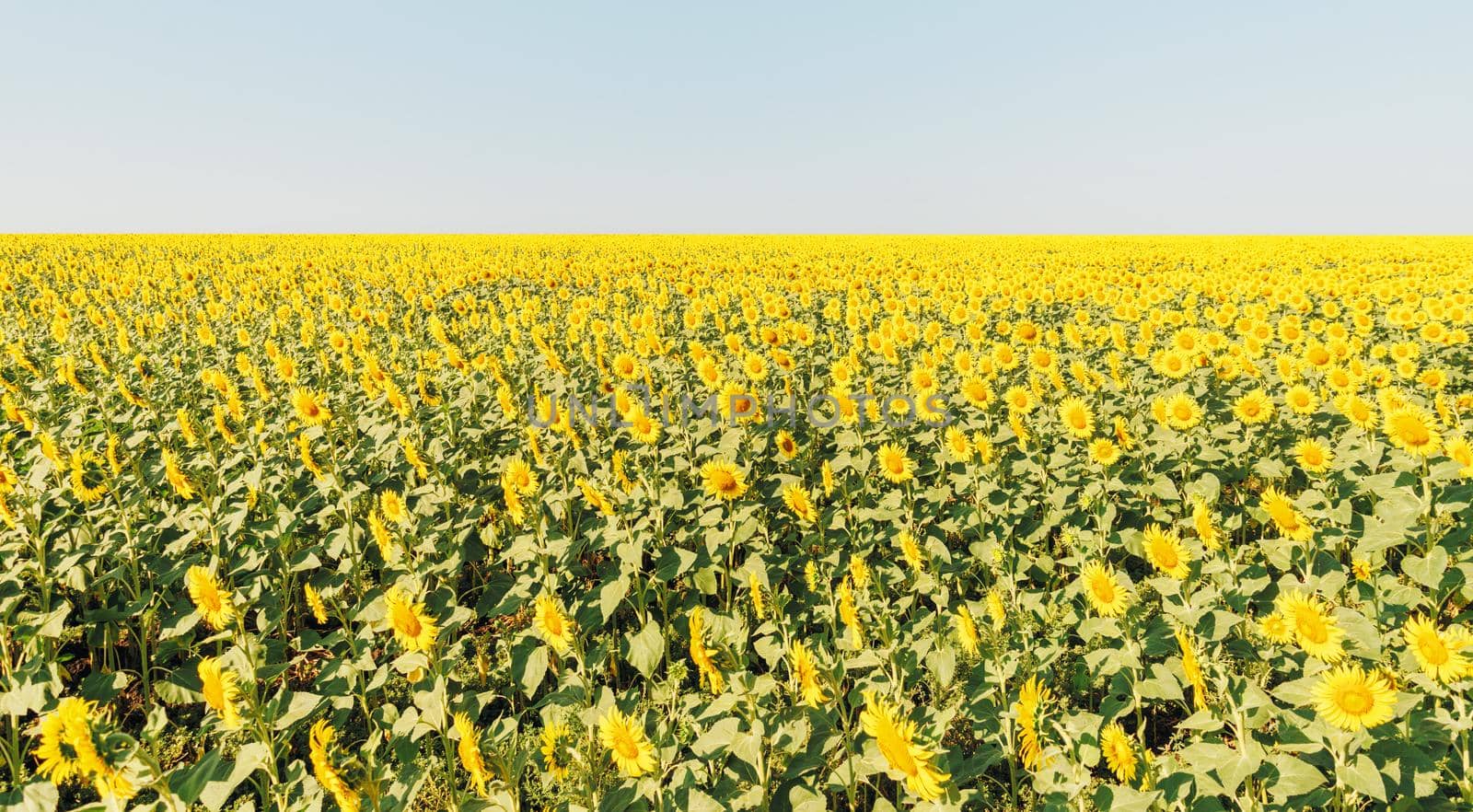 Field of yellow sunflowers and clean blue sky, nature background.