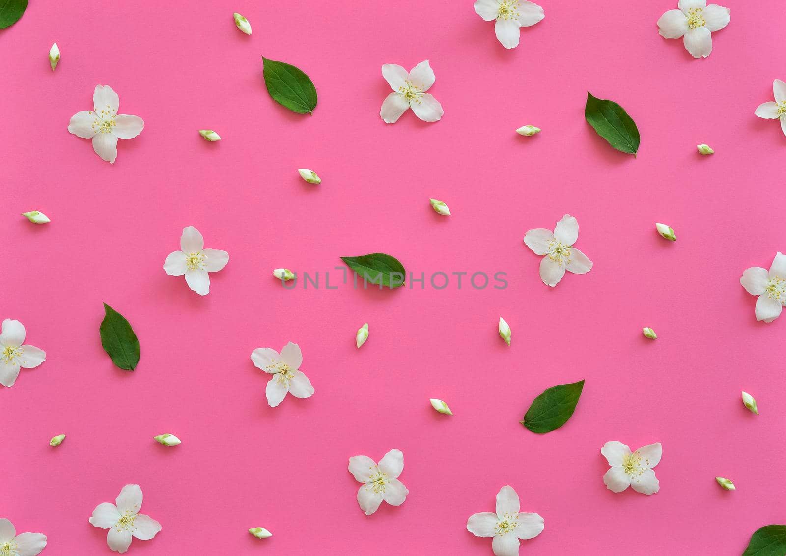 Jasmine flowers pattern top view, flat lay. Floral pattern on bright pink background