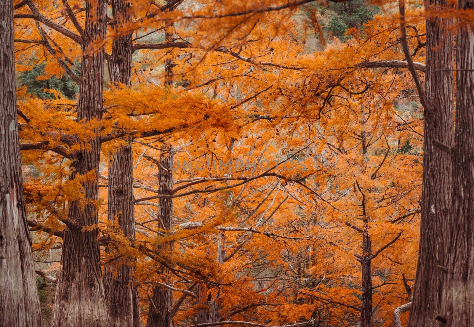 Cypresses trees in autumn season, close-up image, nature background.