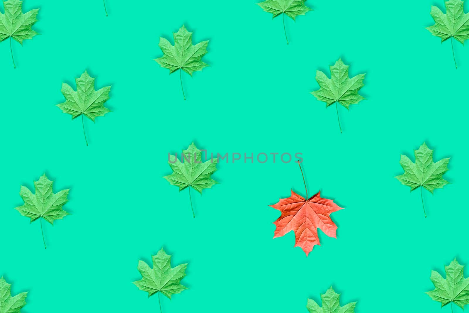 Unique red maple leaf among many green maple leaves pattern isolated on blue or mint background. Pop art design, creative fall concept. Standing out from crowd, individuality and difference concept.