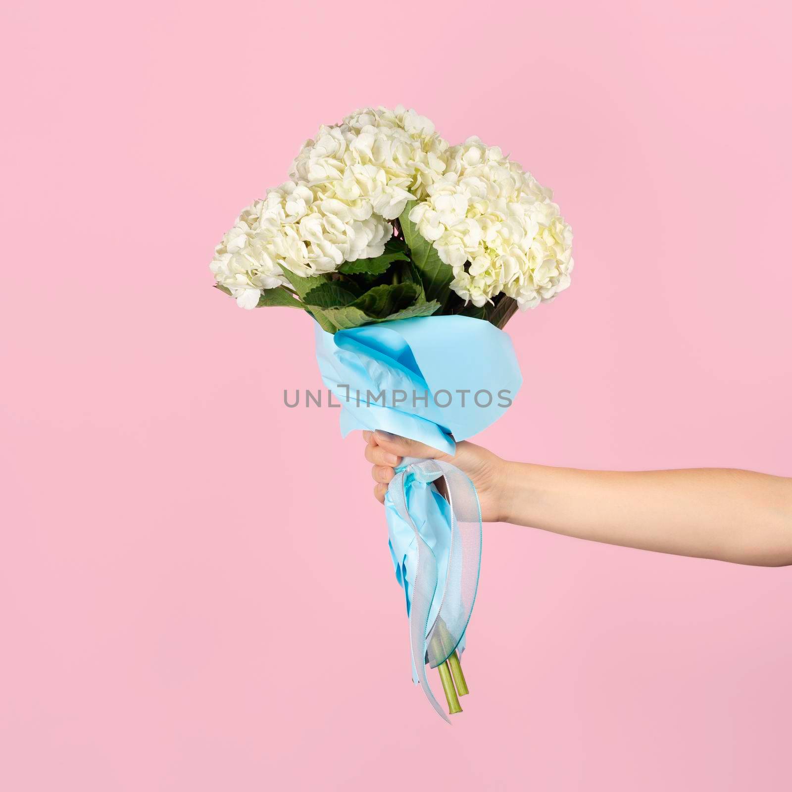 Hand holds a bouquet of beautiful tender white hydrangea on light pink background. Flowers as gift for teacher or mother day, international womens day or Valentines day.