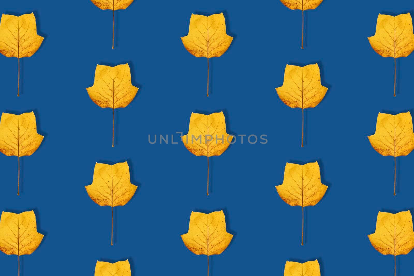 Fall bacground, yellow magnolia leaves pattern on deep blue background. Magnolia leaf isolated. Minimal concept. Top view, flat lay. Trendy banner toned in classic blue - color of the 2020 year.