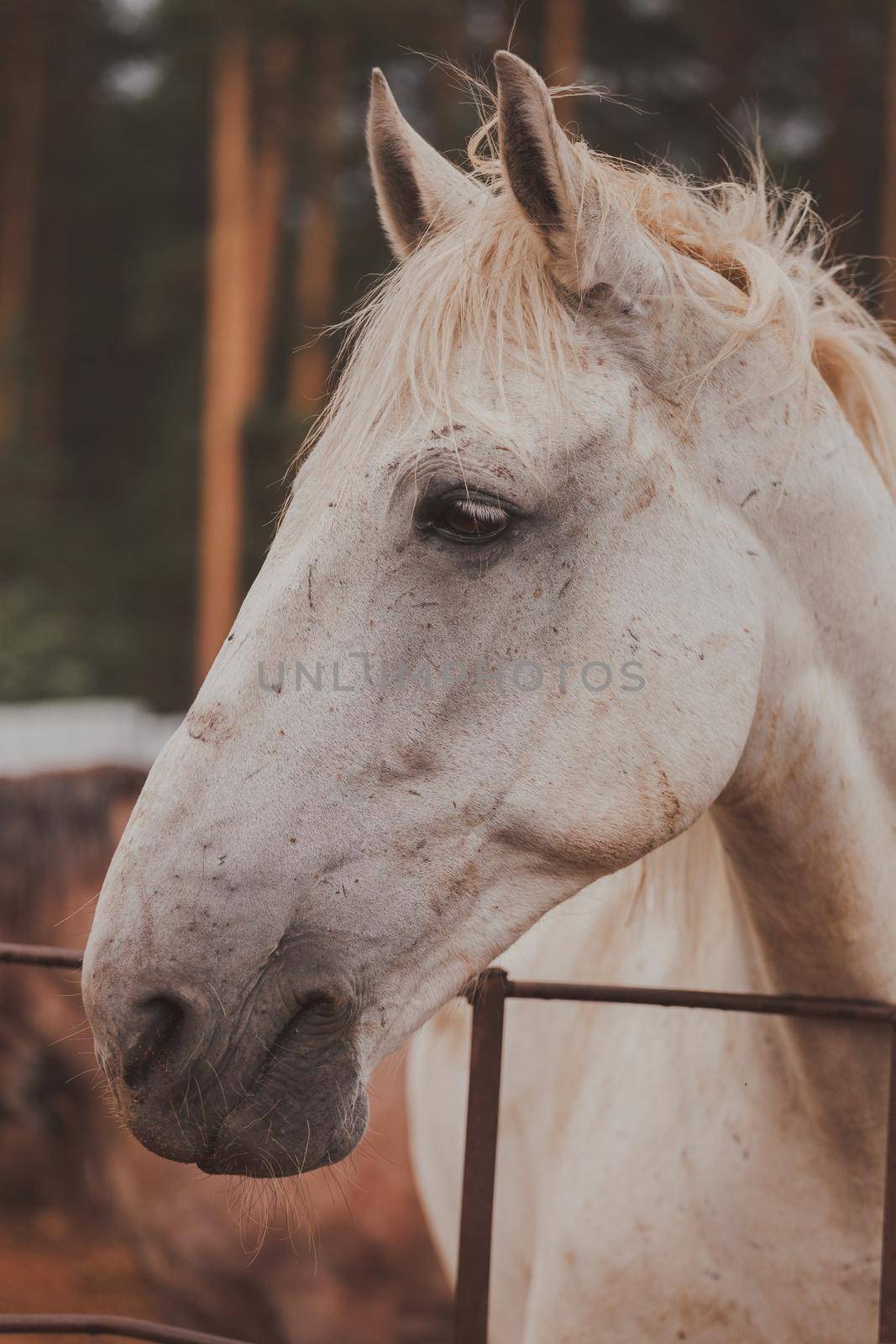 White horse in the stable. Warm color. Close-up. by gordiza