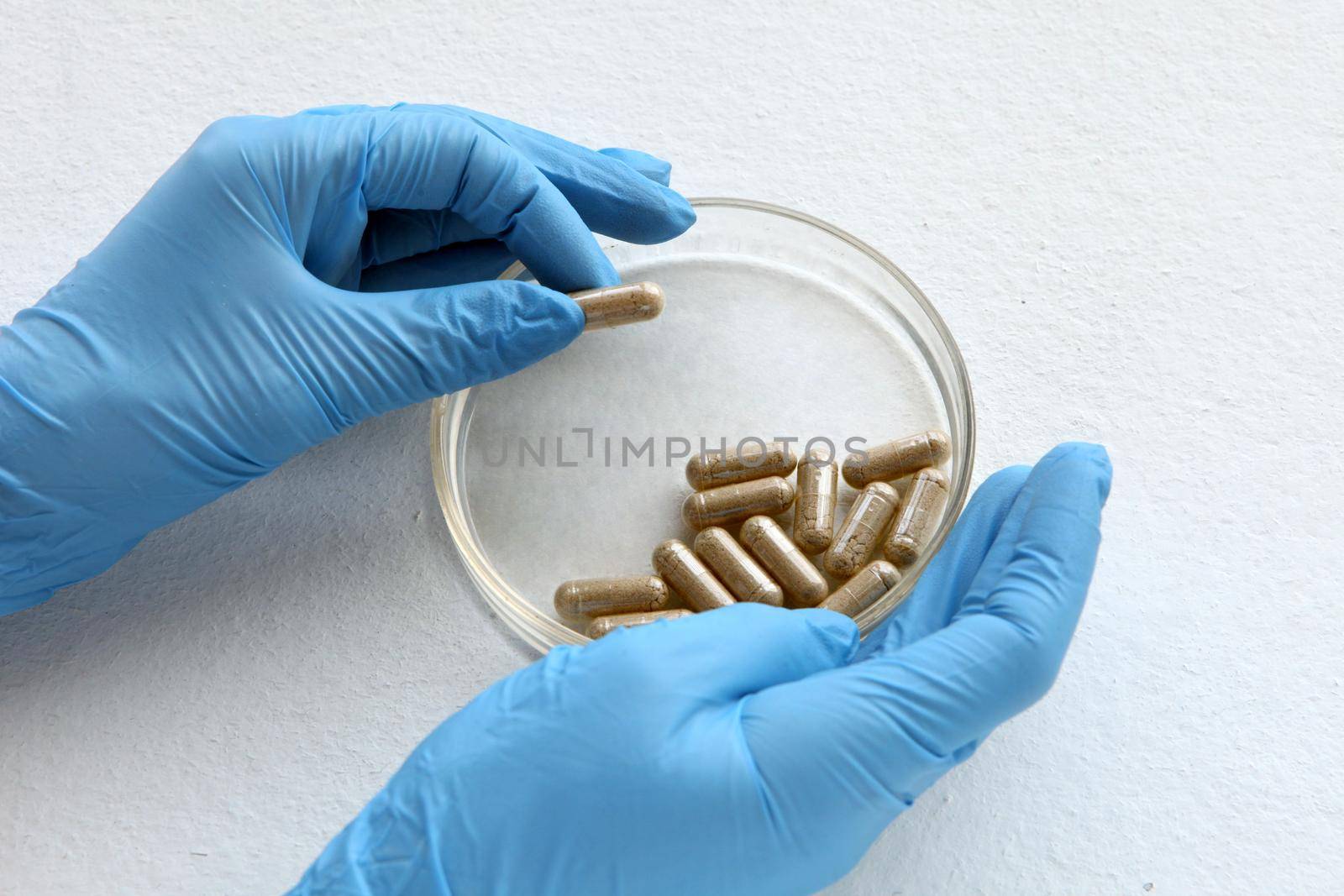 chemist at blue glowes at laboratory. testing with glass plate, organic pills at laboratory glass for medical testings. Herbal capsules from ginger on white backdrop