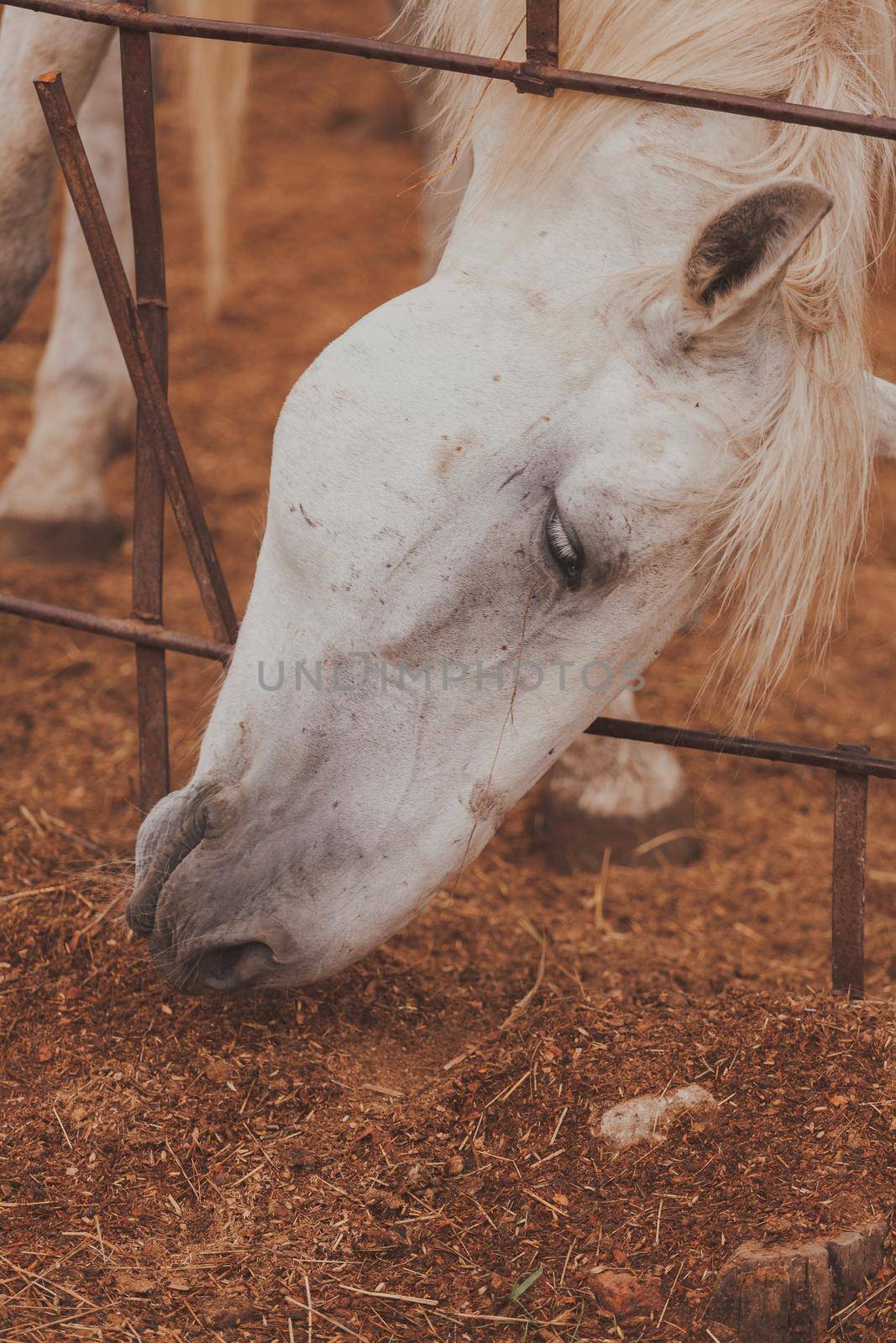 White horse in the stable. Close-up. High quality photo