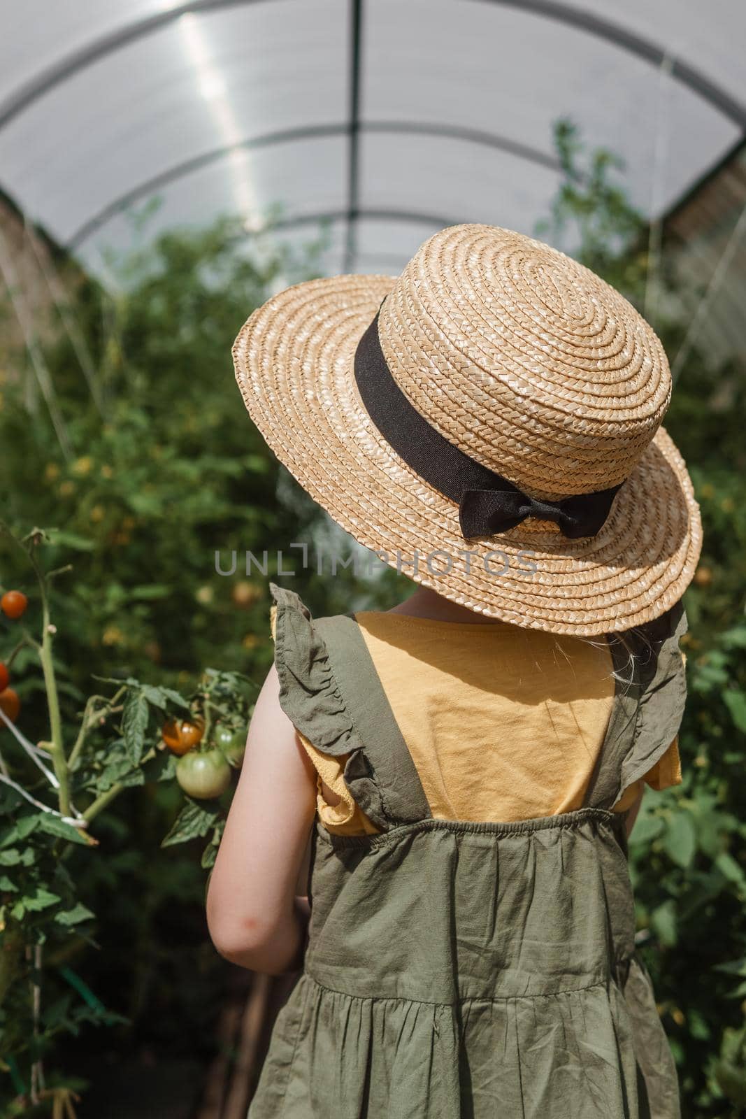 A little girl in a straw hat is picking tomatoes in a greenhouse. Harvest concept.