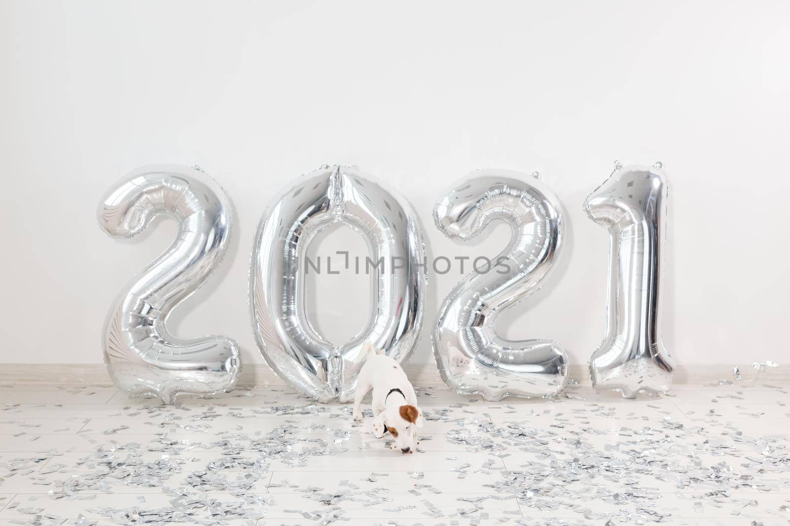 Jack russell terrier dog with balloons in the form of numbers 2021. New year celebration. Silver Air Balloons. Holiday party decoration. by Satura86