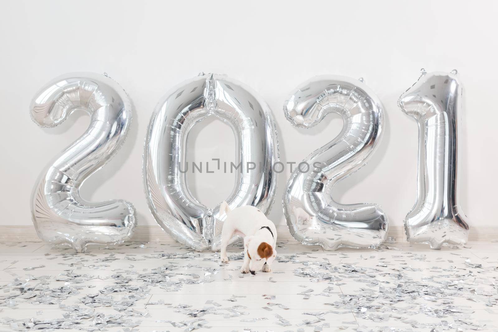 Jack russell terrier dog with balloons in the form of numbers 2021. New year celebration. Silver Air Balloons. Holiday party decoration. by Satura86