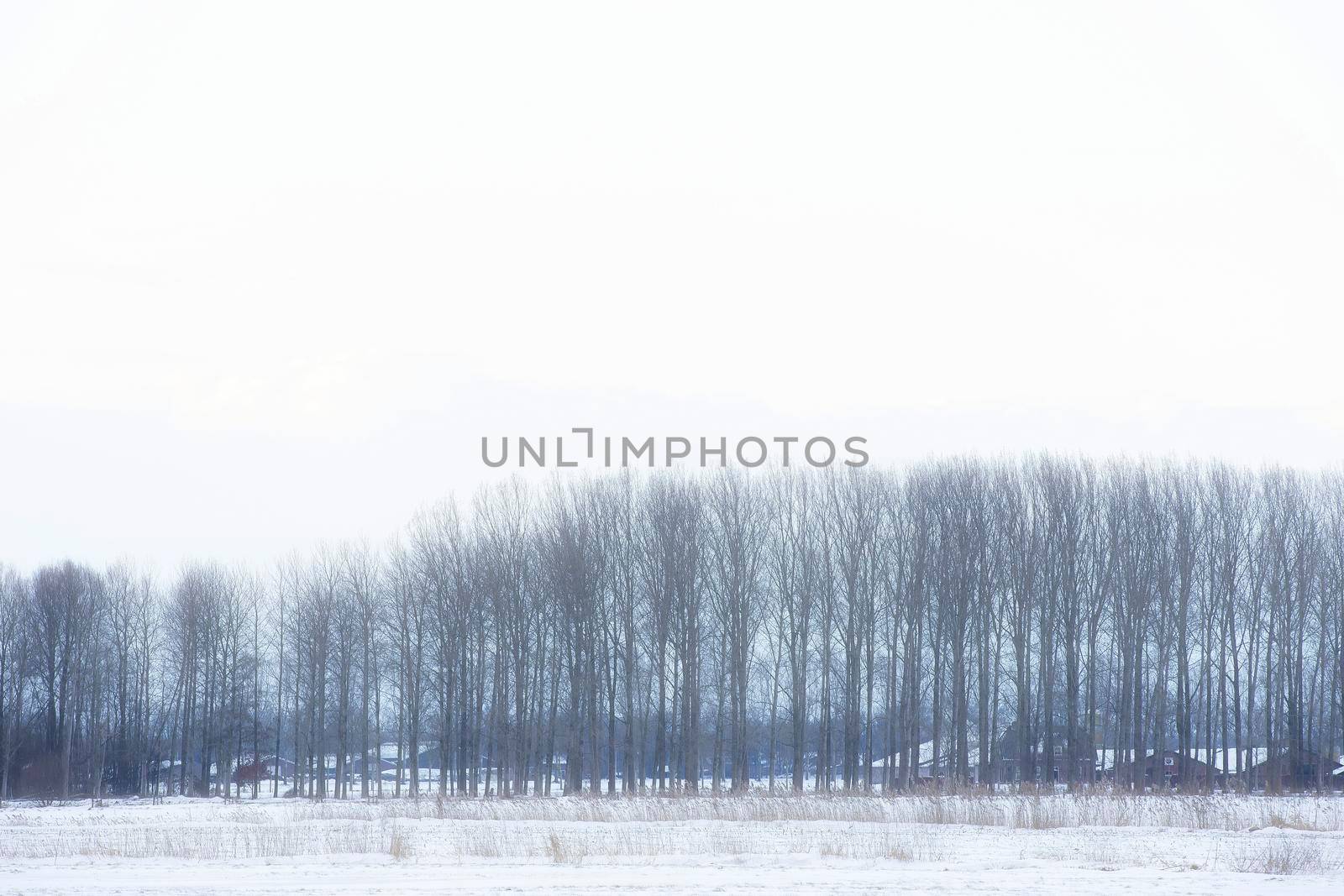 Beautiful winter landscape at sunset with fog and snow covering farmland and river in the Netherlands beautiful colors in nature winter