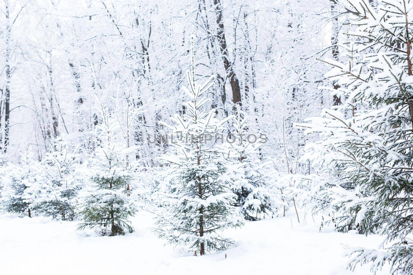 Season and nature concept - Winter park in snow.