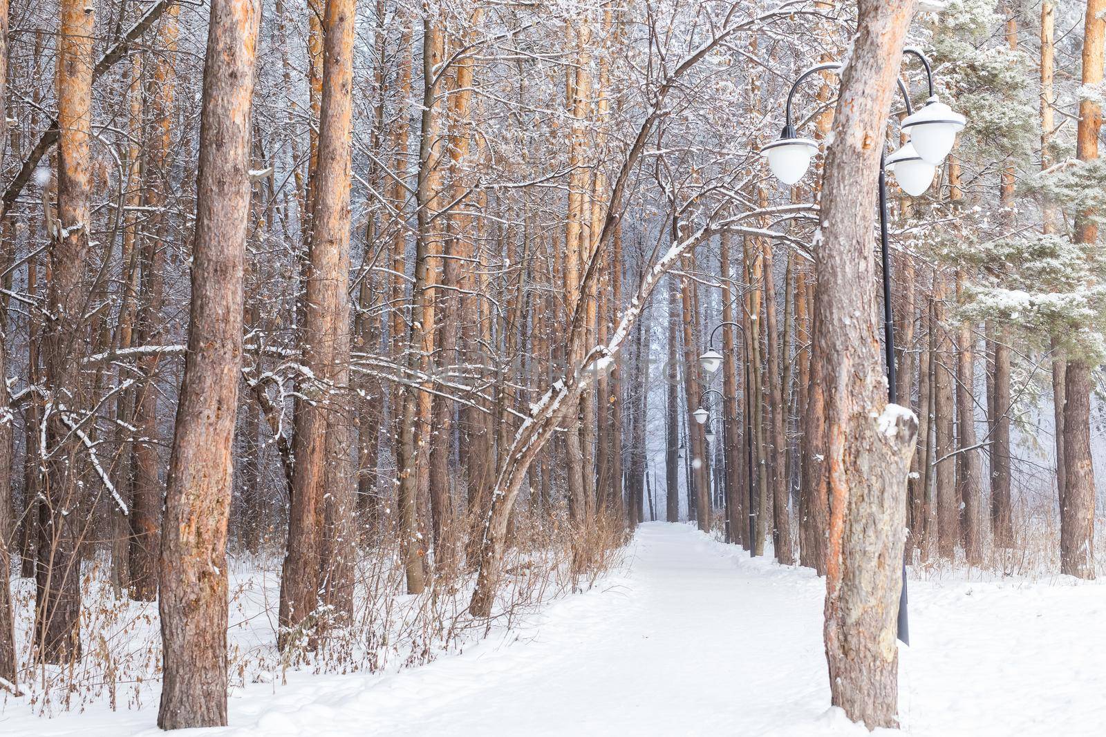 Season and nature concept - Winter park in snow.