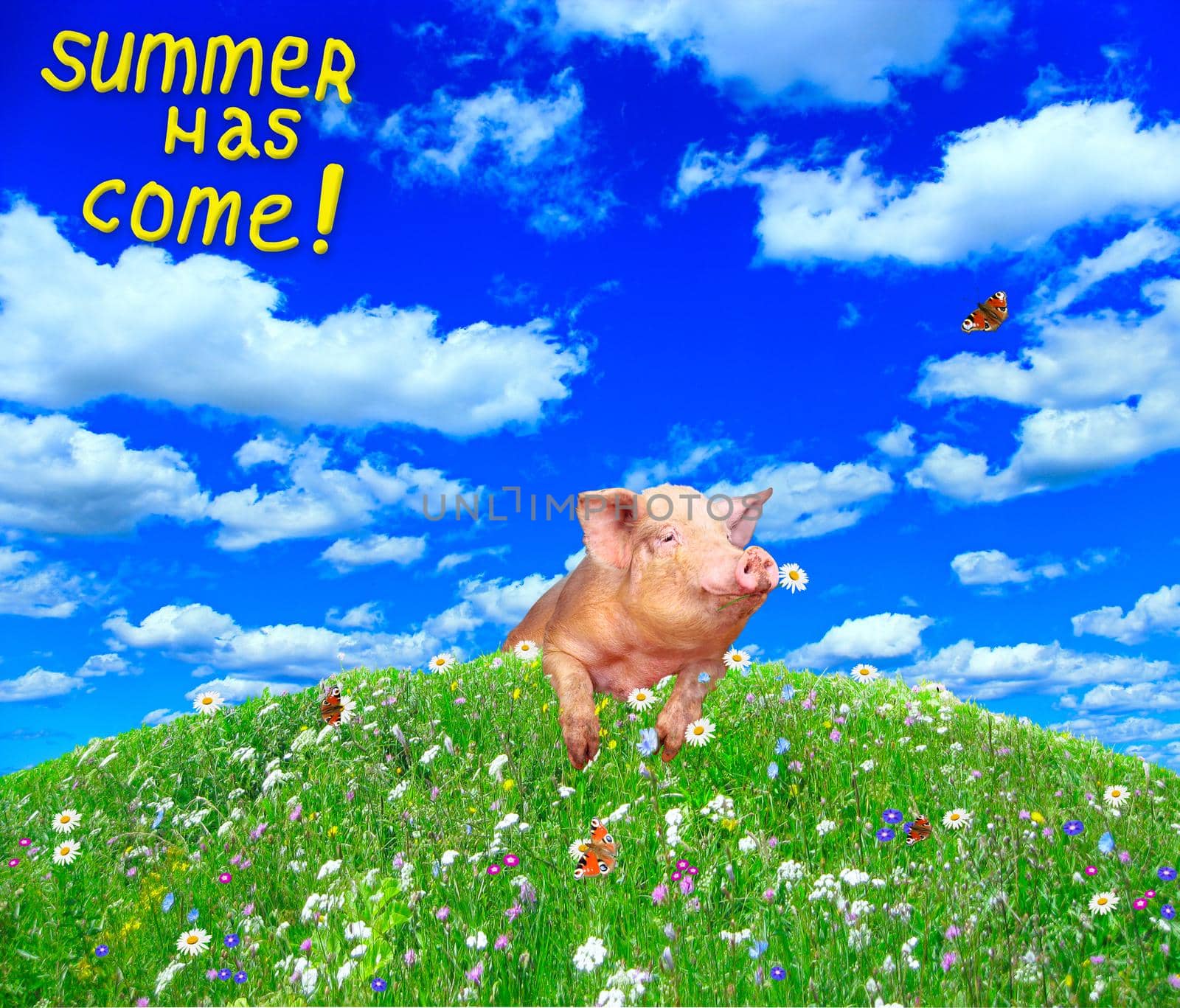 Funny pig looking out from behind hill in summer meadow. Inscription summer has come. Amusing piglet on blooming hill. Pig on beautiful glade with flowers and blue sky with clouds
