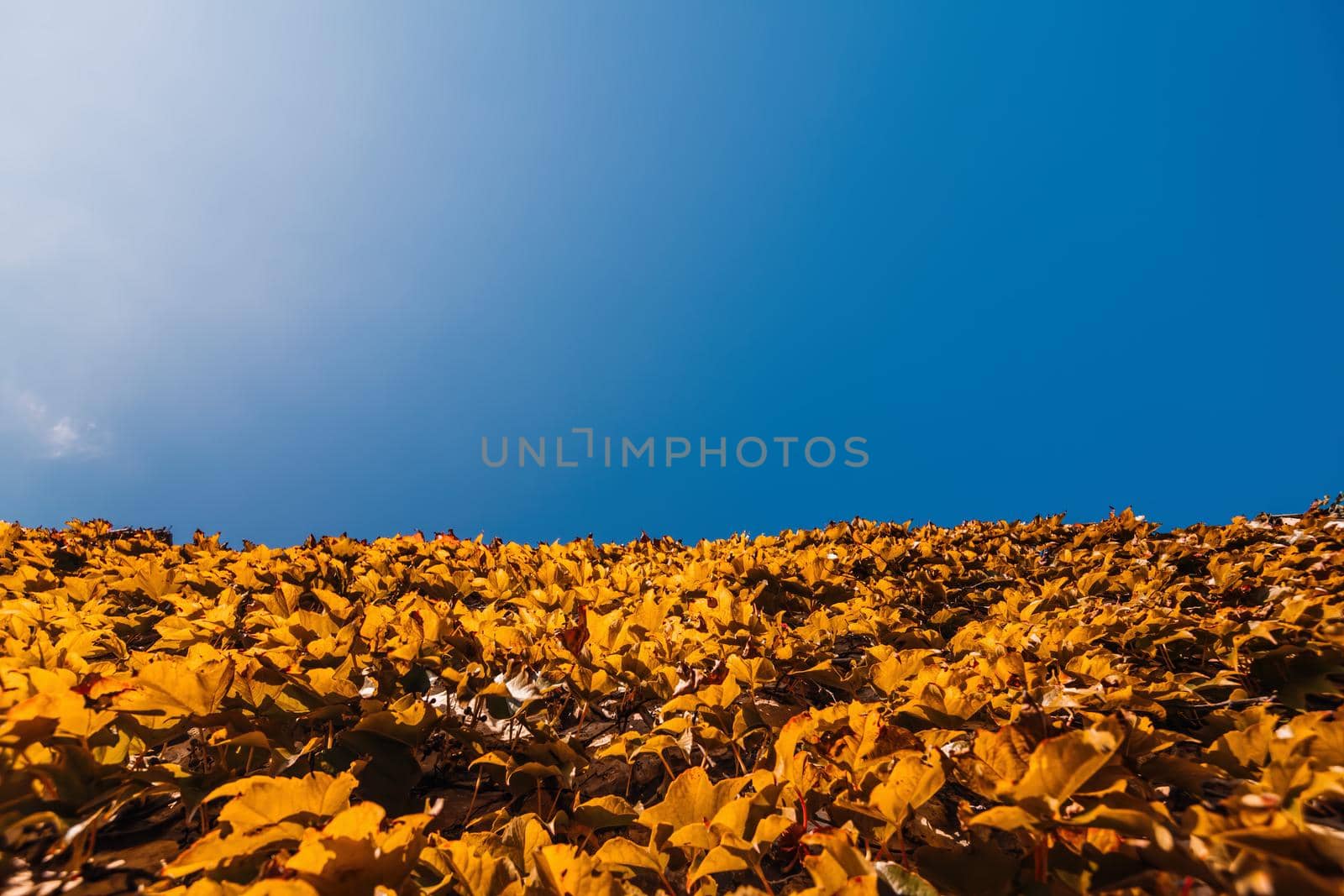 Red leaves of wild grapes on the fence. Colorful autumn, bright wild grape background. Abstract purple, red and orange fall leaves background. Natural autumn background concept