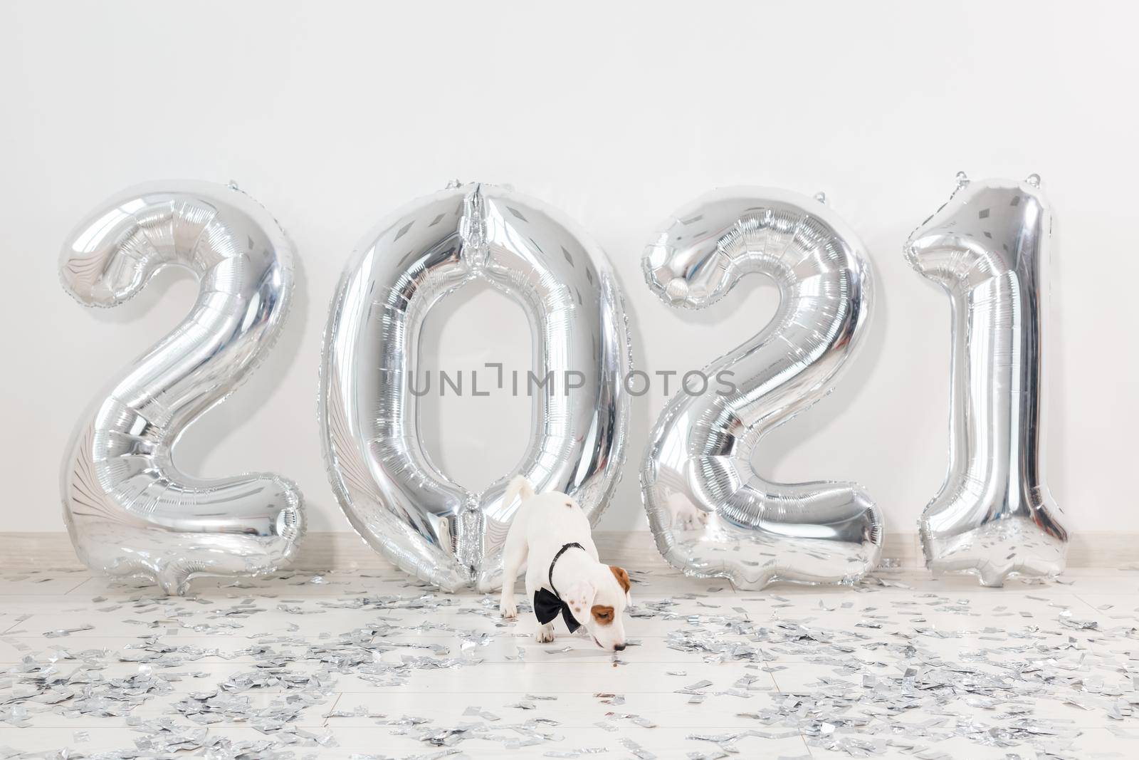 Jack russell terrier dog with balloons in form of numbers 2021. New year celebration. Silver Air Balloons. Holiday party decoration.