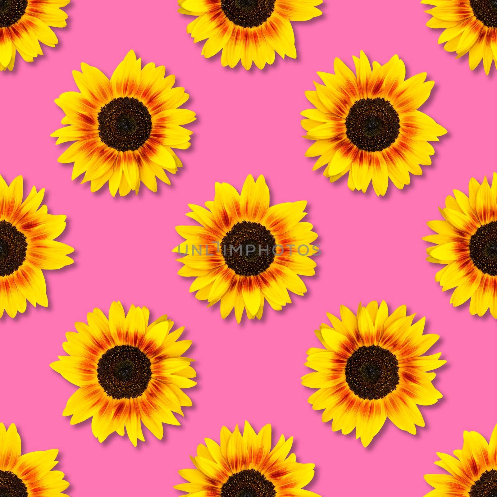 Sunflower seamless pattern. Bright yellow sunflowers on pink background. Floral pattern. Top view, flat lay.