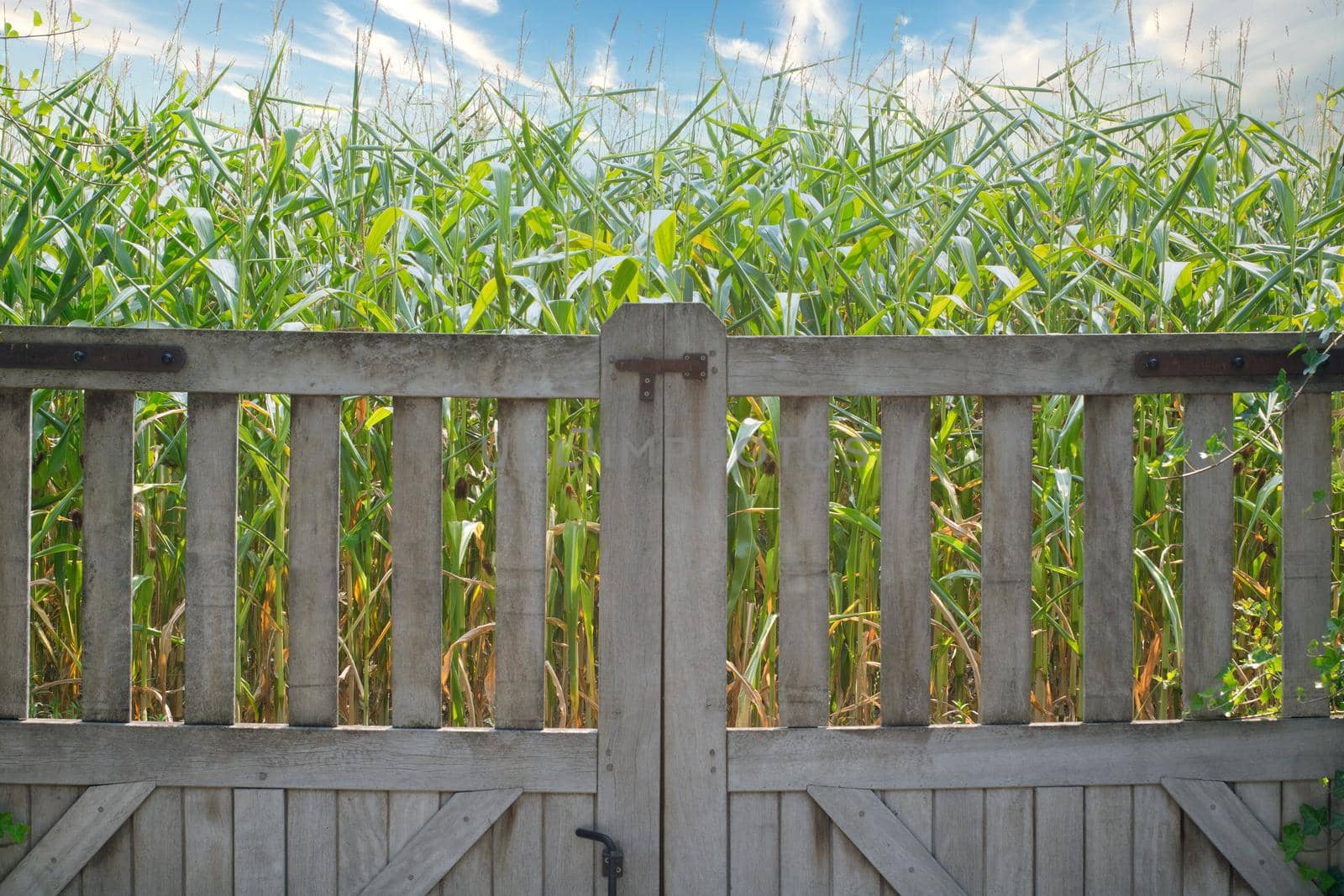 Wooden fence near corn field in blue sky, Farming nature landscape concept beauty in nature