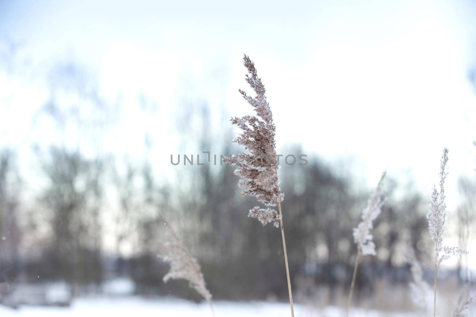 Soft focus abstract natural background of soft plants Cortaderia selloana moving in the wind. Bright and clear scene of plants similar to feather dusters winter landscape background ice white design