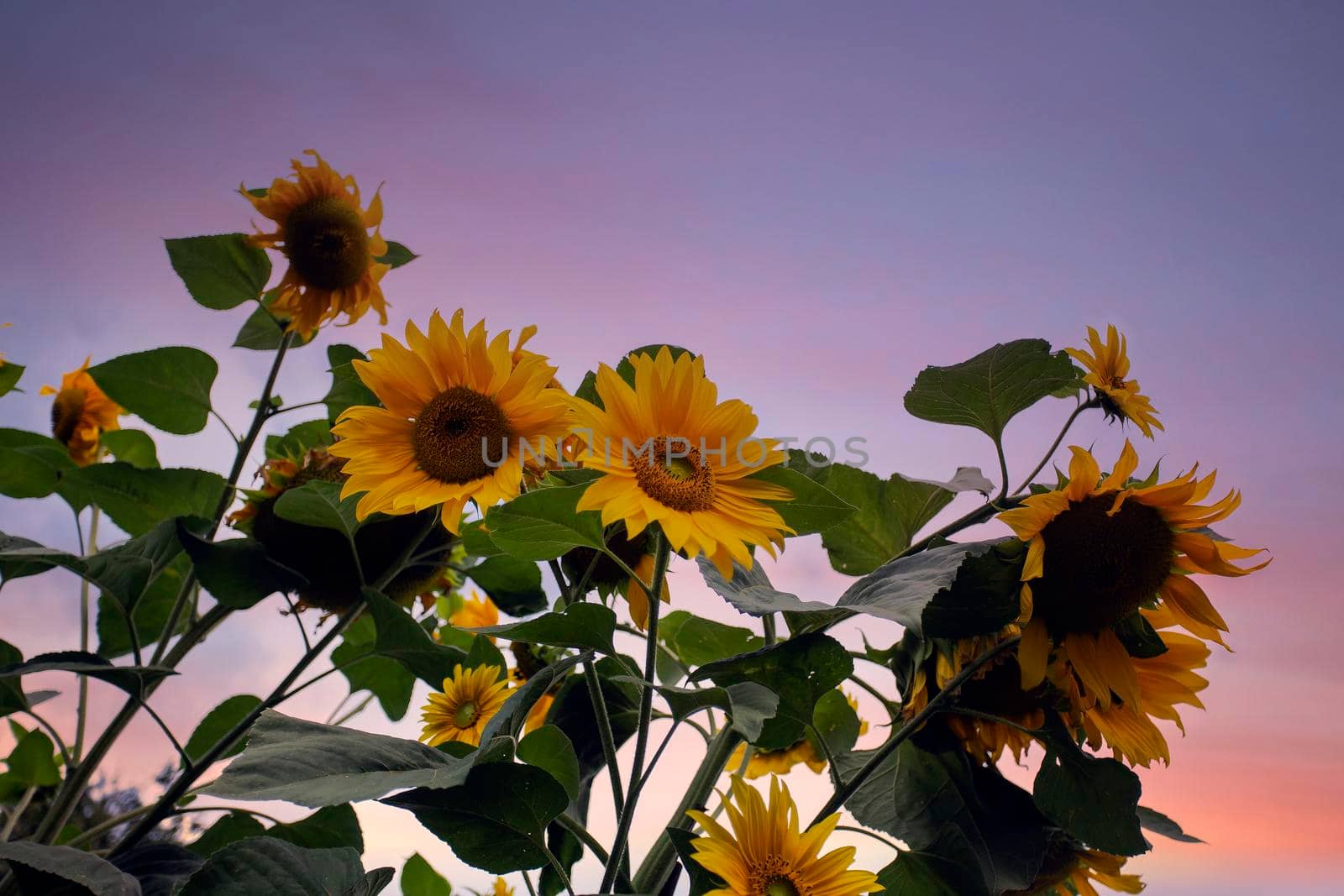 Bright Sunflowers in colorful sunset sky, purple,pink and yellow colors. Beautiful landscape with copy space background beauty