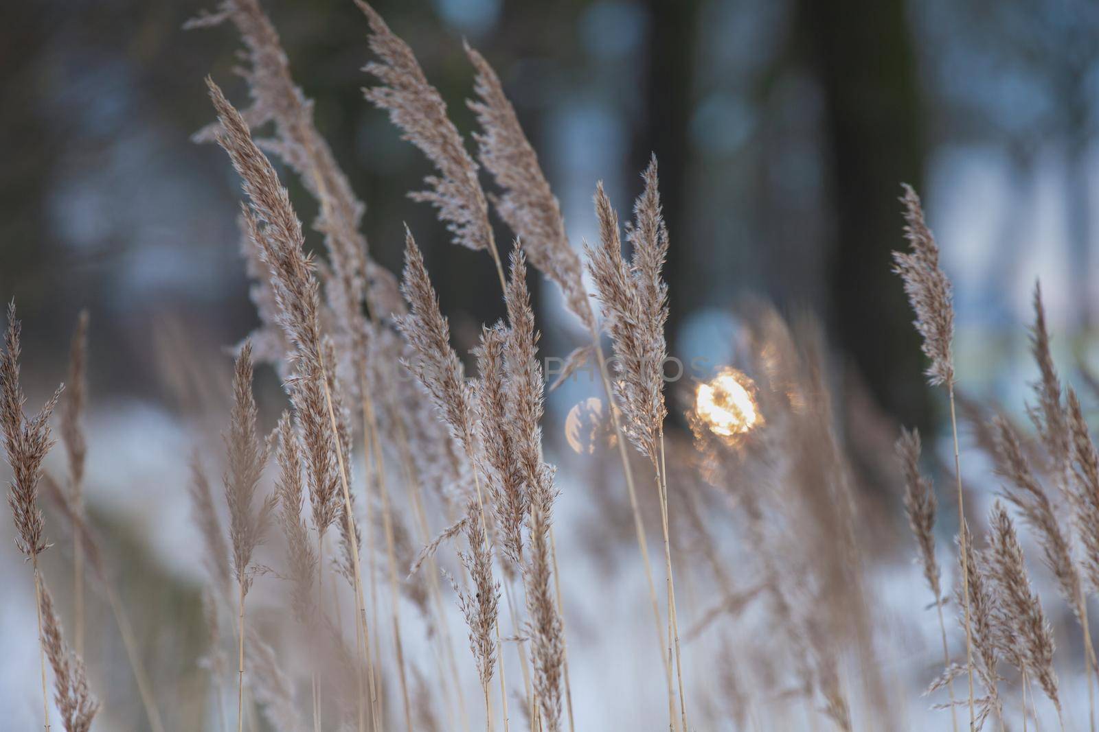 pampas grass back lighted soft natural colors, abstract background, bontanical reed nature concept trendy style beauty