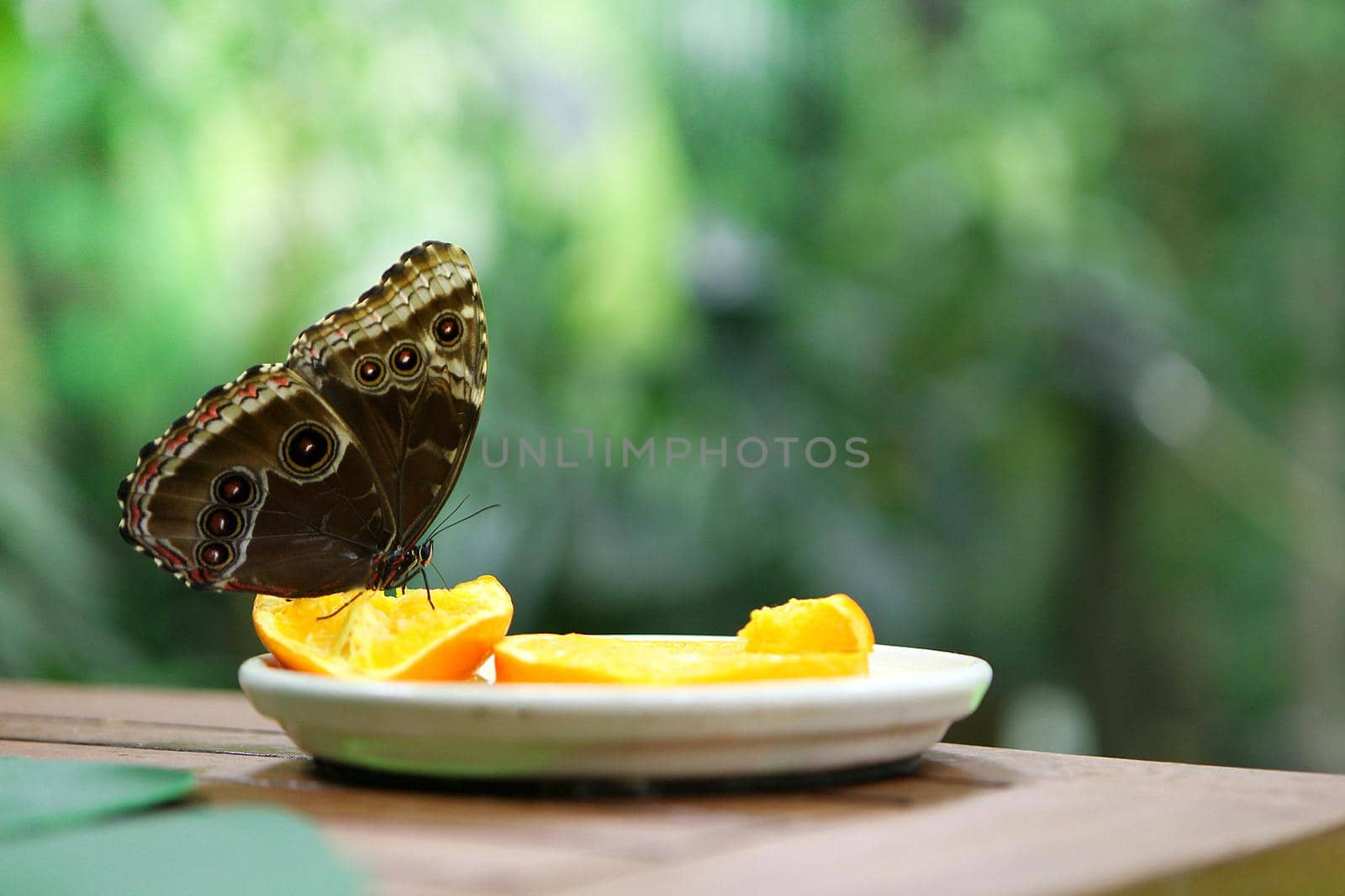 tropical butterfly Caligo Atreus eating perched on orange slice at the plate. Feeding incects. wild nature creatures