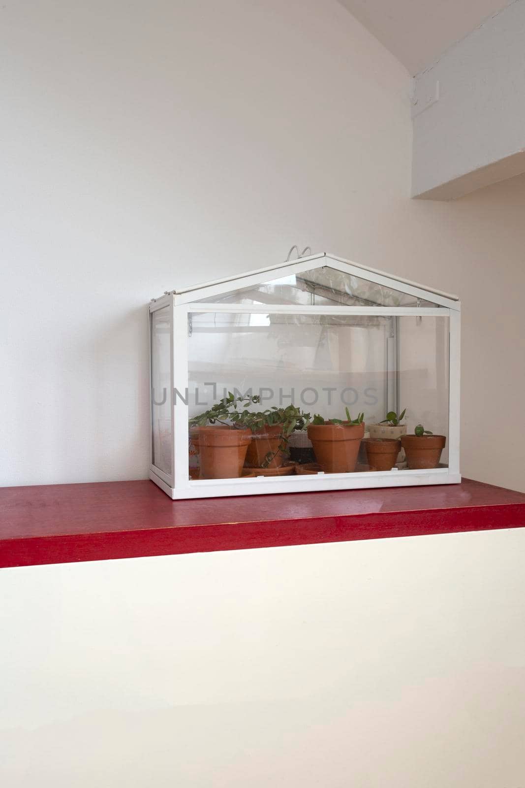 Small greenhouse, terrarium for self ecosystem green house plants, modern decoration, bontanical grow indoors with copy space white wall