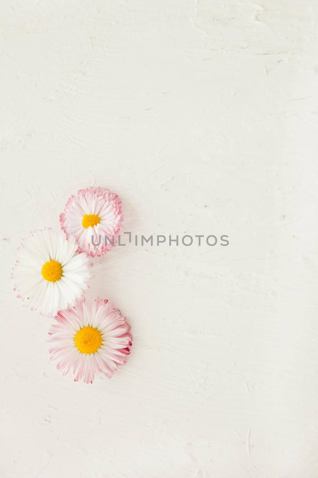 pink Daisy Flower Bellis perennis on white wooden surface. mock up with backgroung