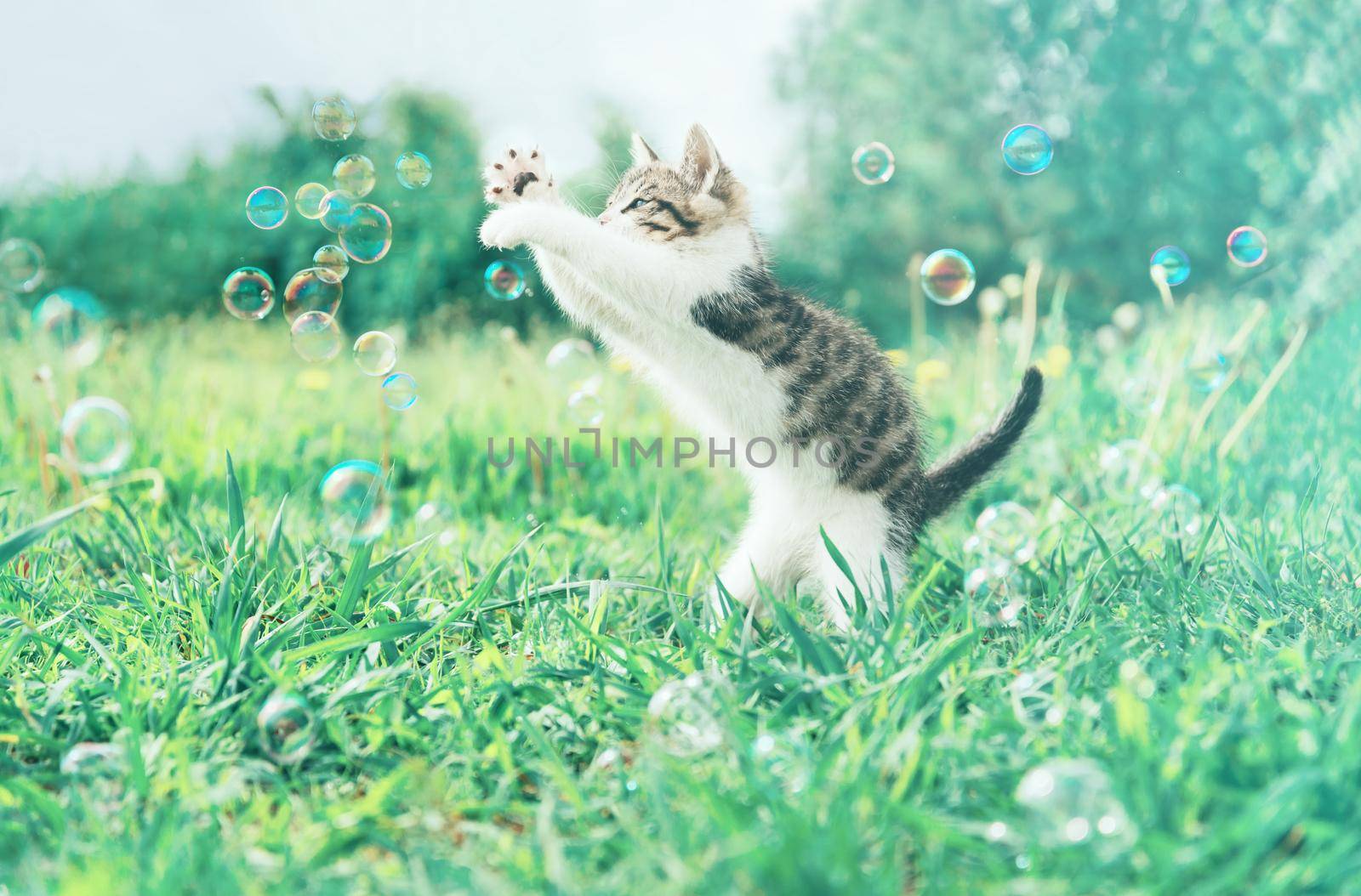 Cute little kitten playing with soap bubbles on summer grass outdoor. Image with vintage instagram filter