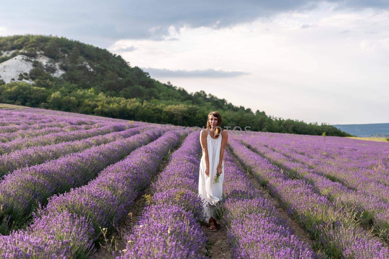 Lavender flower blooming scented fields in endless rows. Selective focus on Bushes of lavender purple aromatic flowers at lavender field. Abstract blur for background.