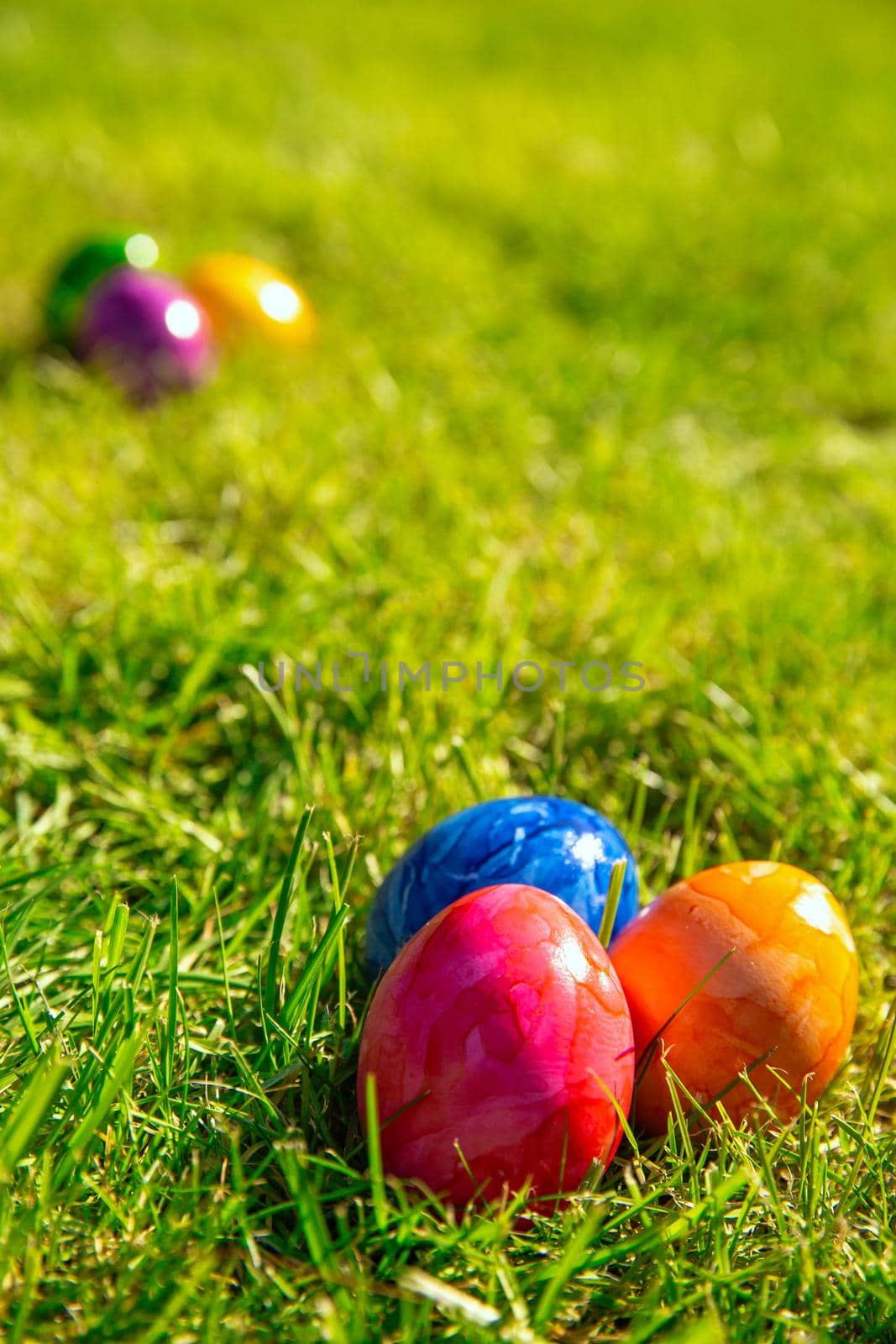 Colorful painted Easter eggs in the bright fresh green grass, concept for Easter Holliday, spring background with copy space space for text