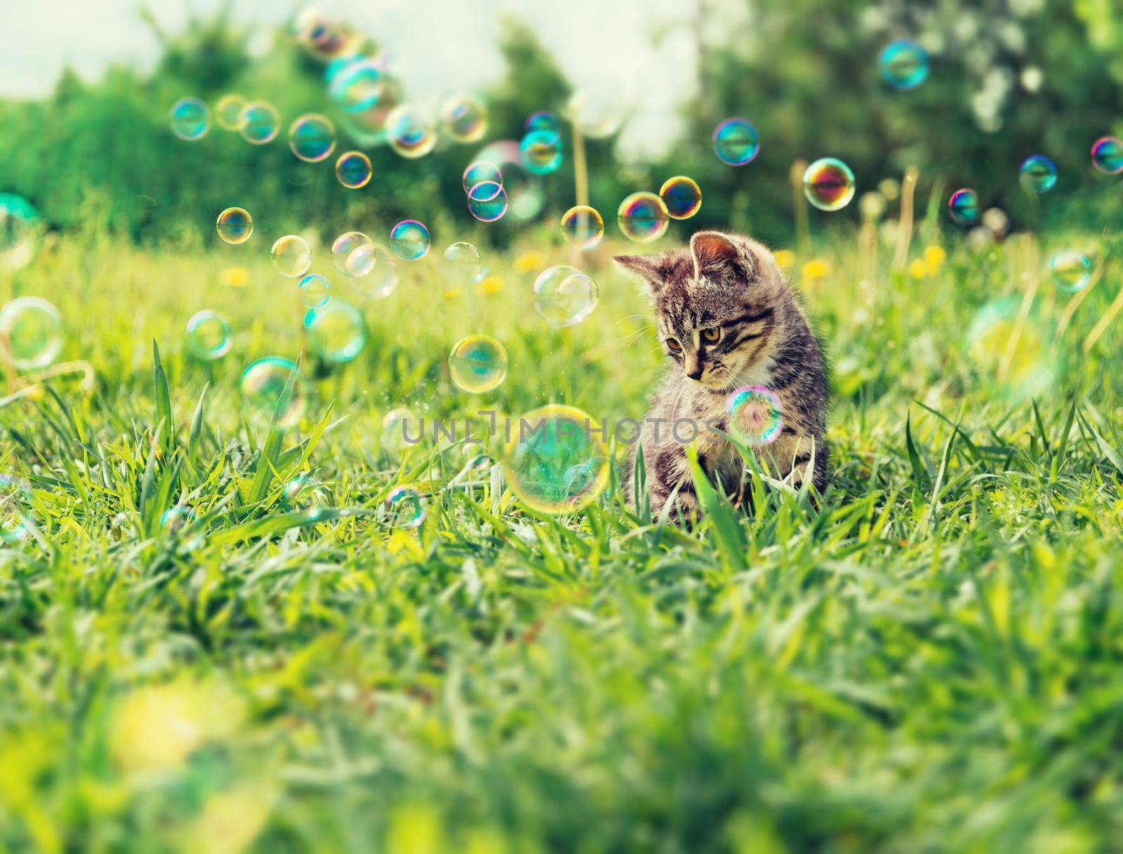 Cute kitten sitting among soap bubbles on summer grass