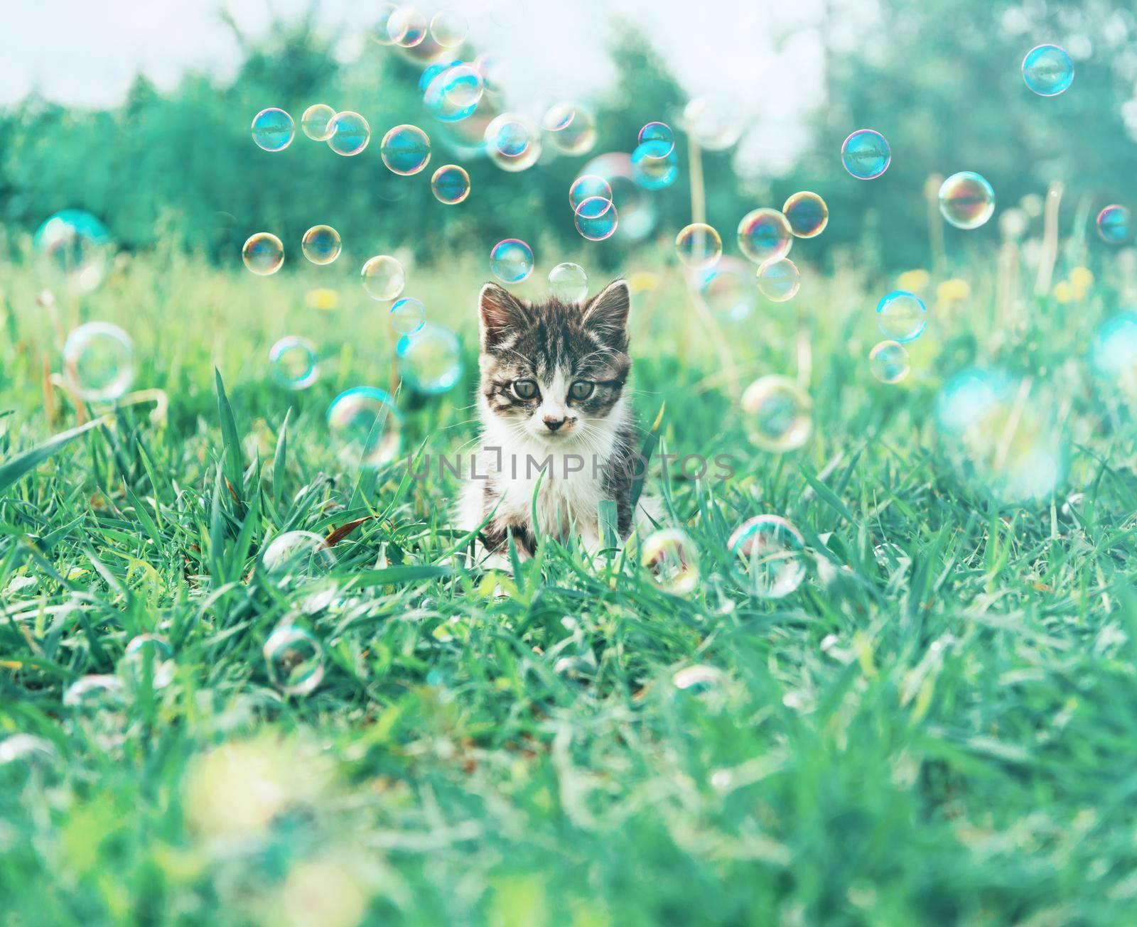 Little kitten sitting among soap bubbles on summer meadow. Image with vintage instagram filter