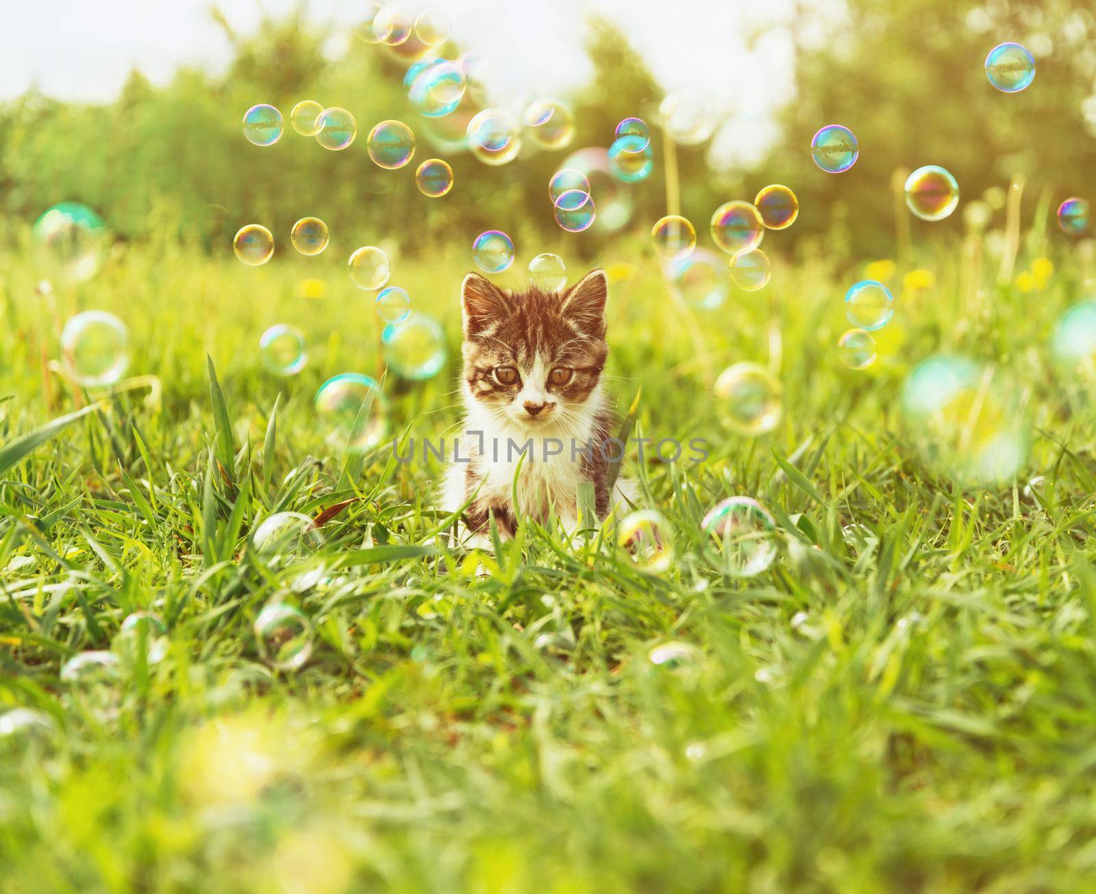 Little kitten sitting among soap bubbles on summer meadow. Image with sunlight effect