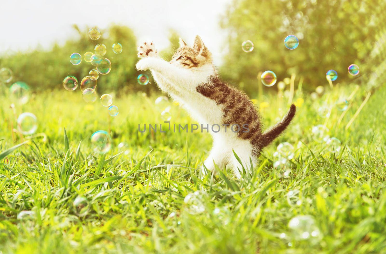 Cute little kitten playing with soap bubbles on summer grass outdoor. Image with sunlight effect