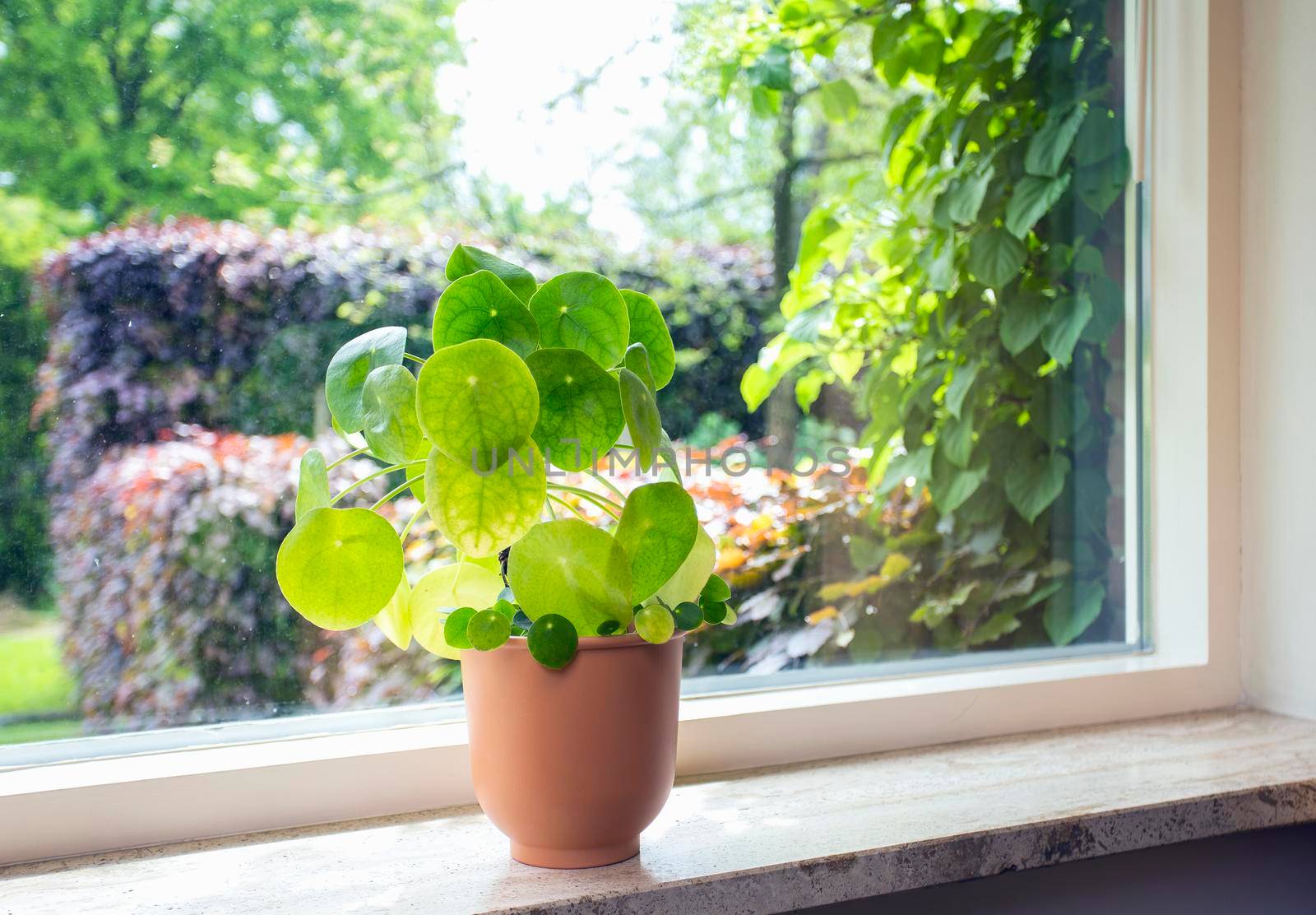 Indoor plant Chinese money tree, Pilea peperomioides green house plant modern retro decoratiion on windowsill with beautiful green summer view in garden, stylish home design copy space